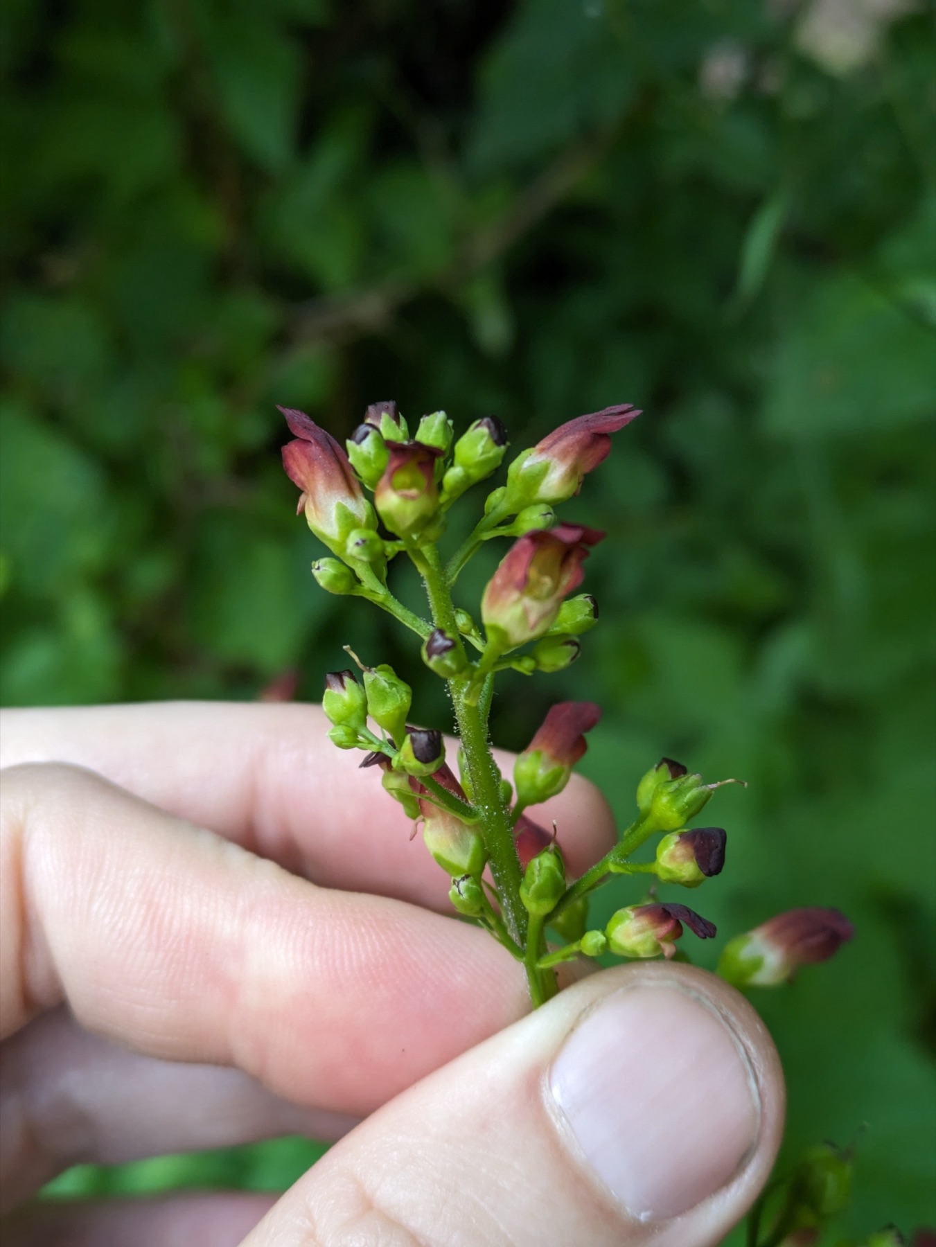 California Beeplant — photo 20