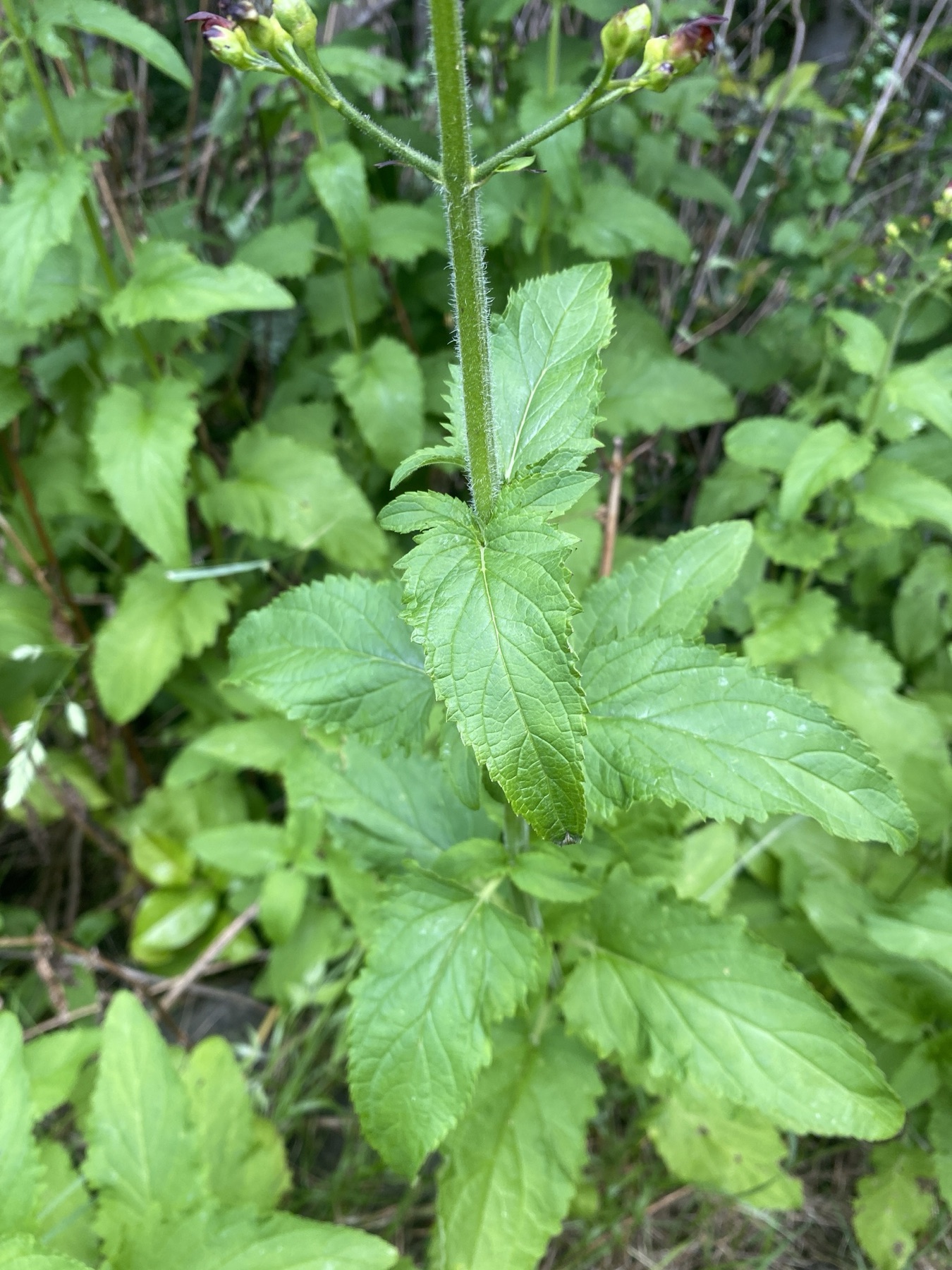 California Beeplant — photo 21