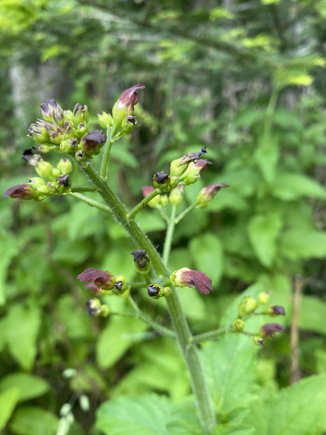 California Beeplant — photo 22