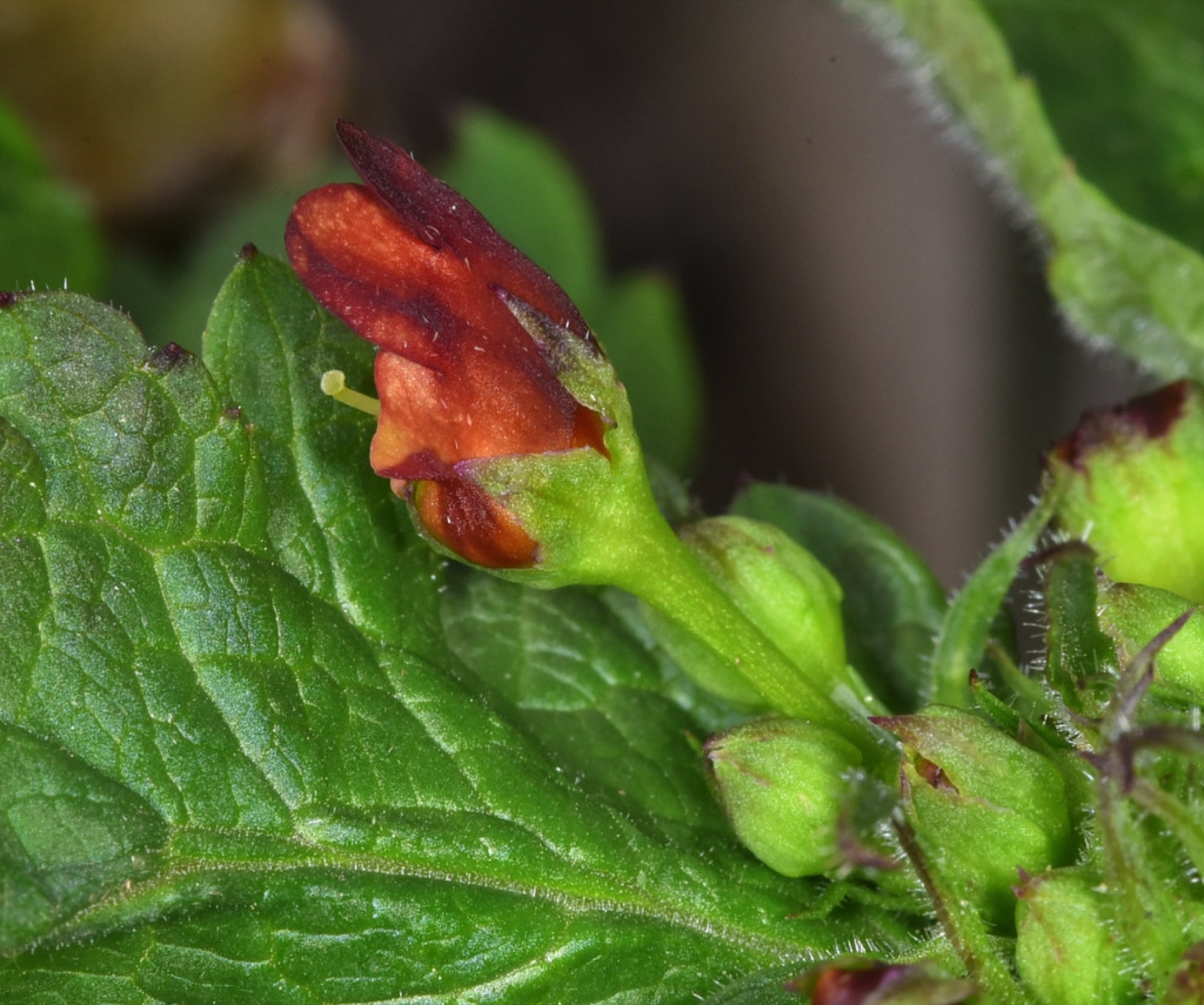 California Beeplant — photo 23