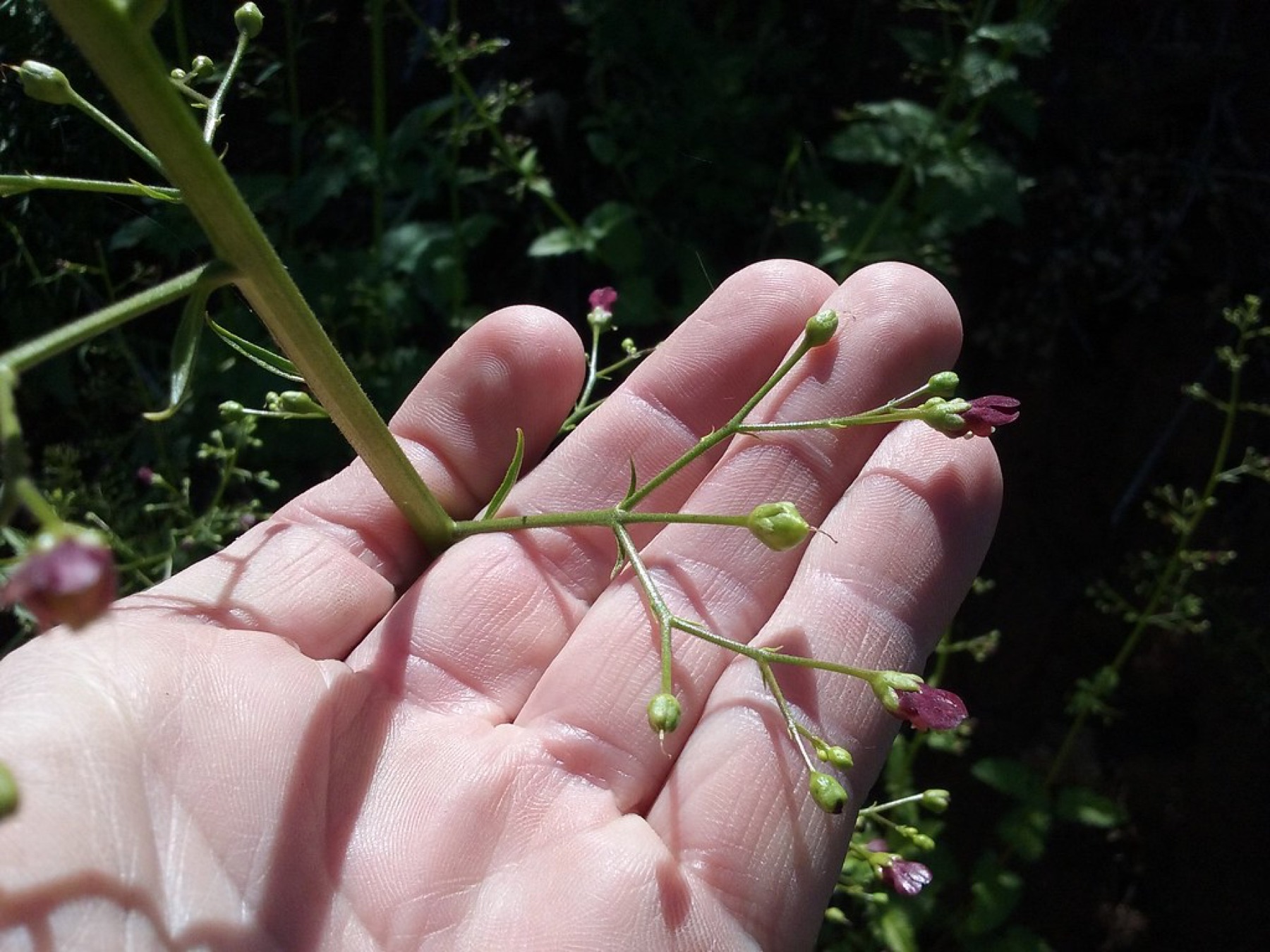 California Beeplant — photo 24