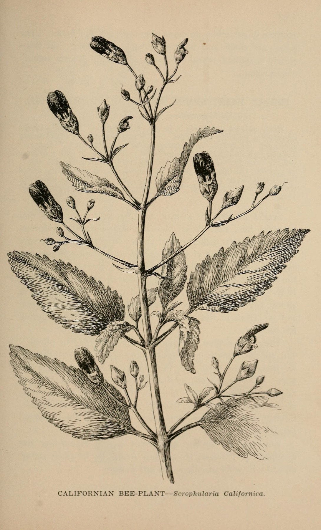 California Beeplant