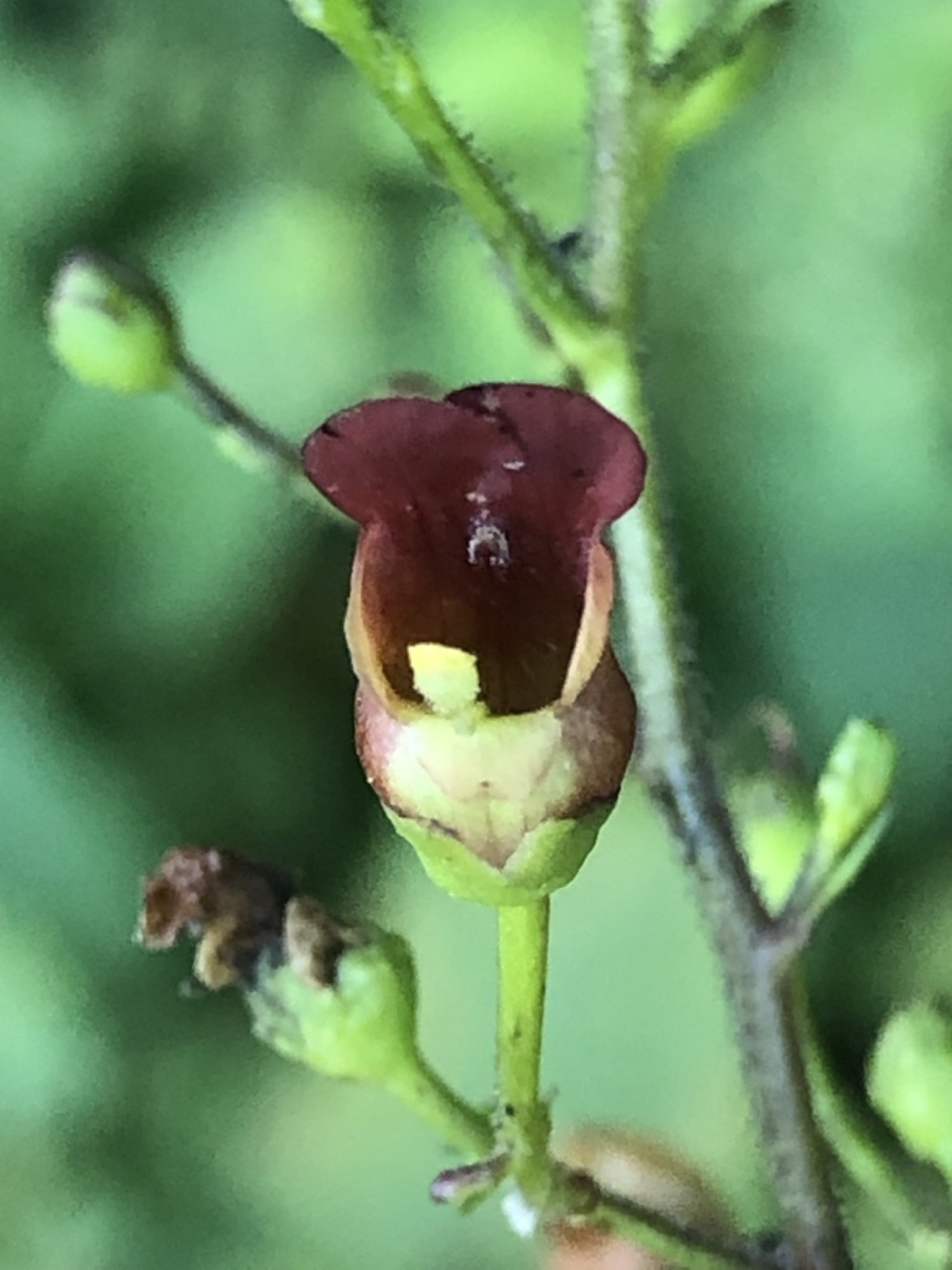 California Beeplant — photo 2