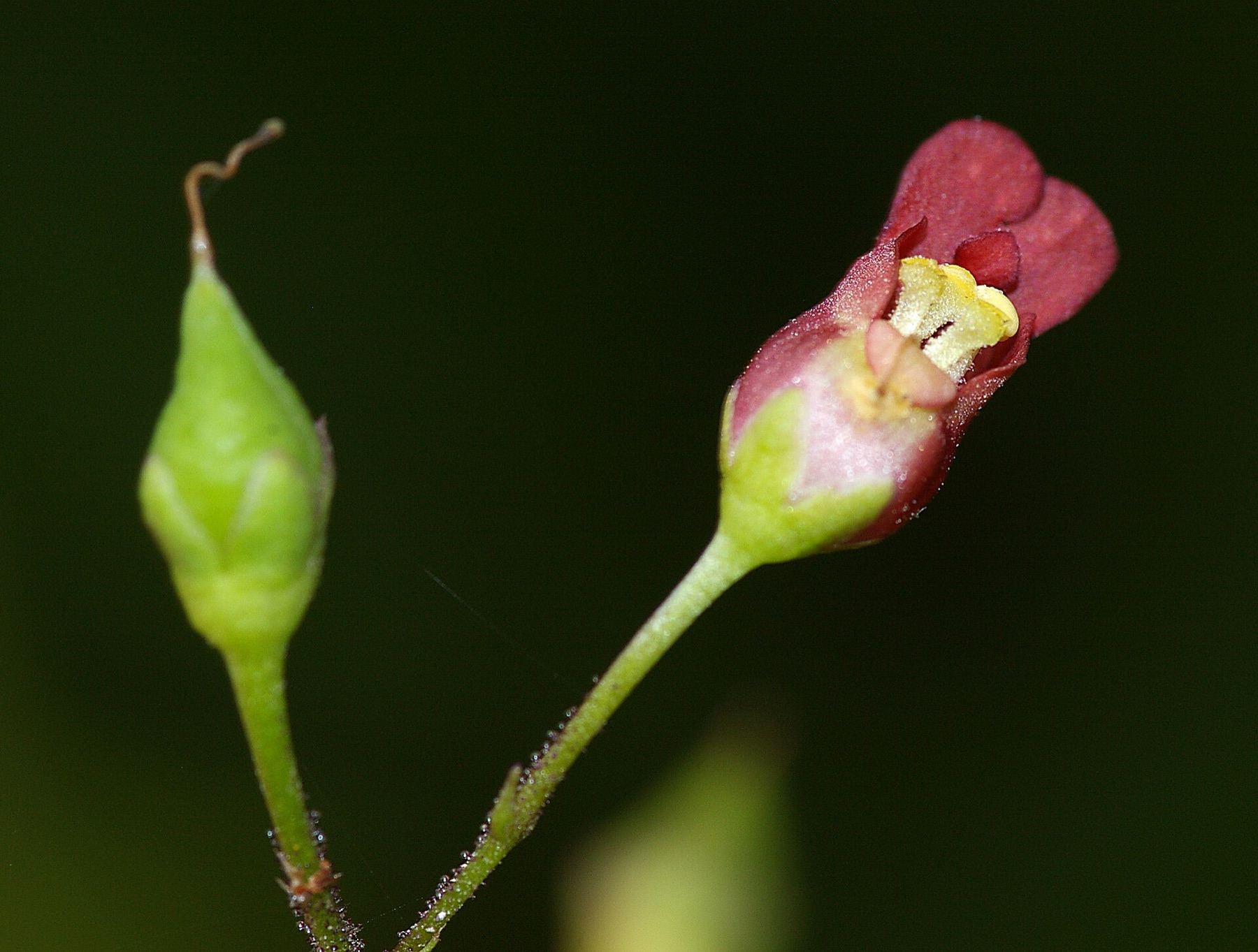 California Beeplant — photo 3
