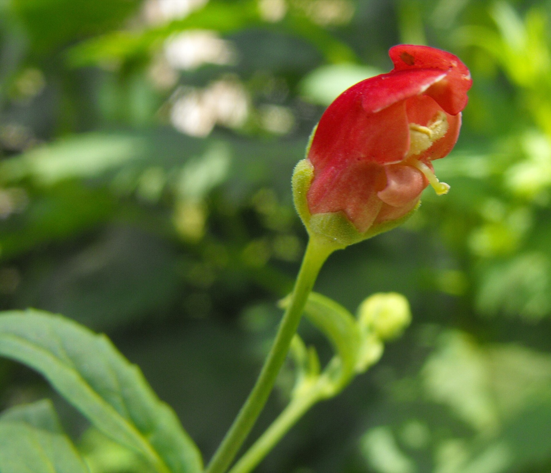 California Beeplant — photo 4