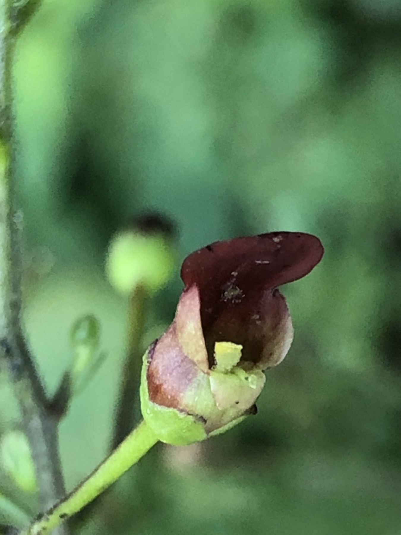 California Beeplant — photo 5