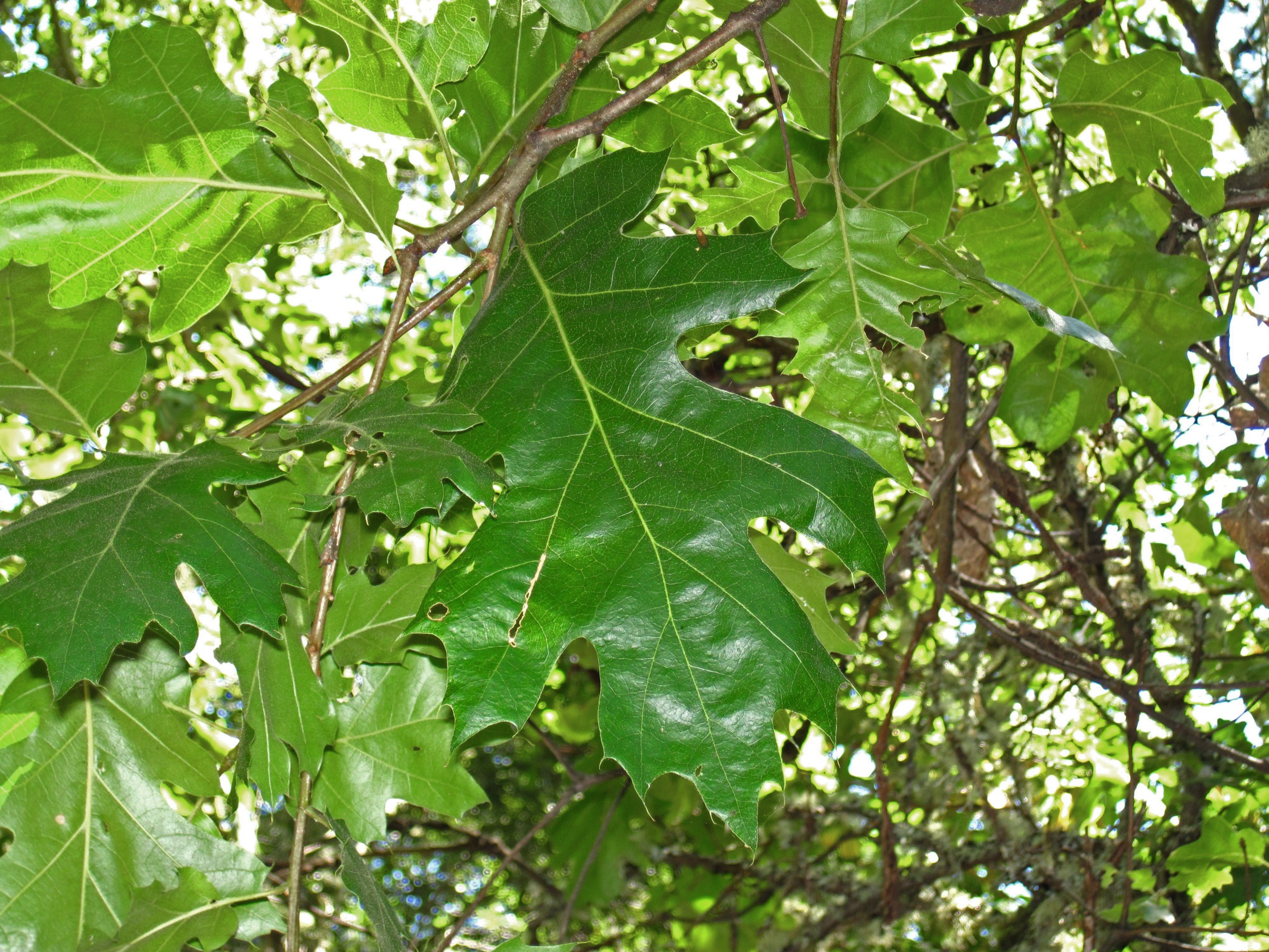 California Black Oak