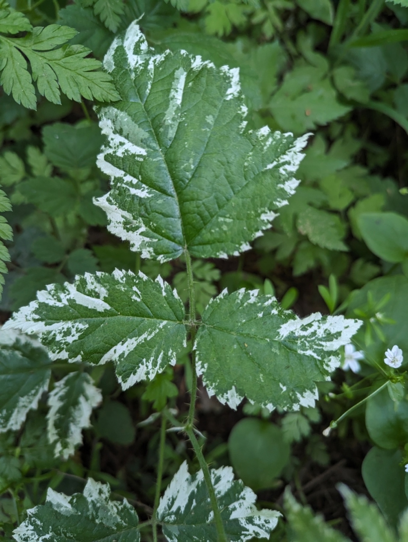 California Blackberry — photo 7