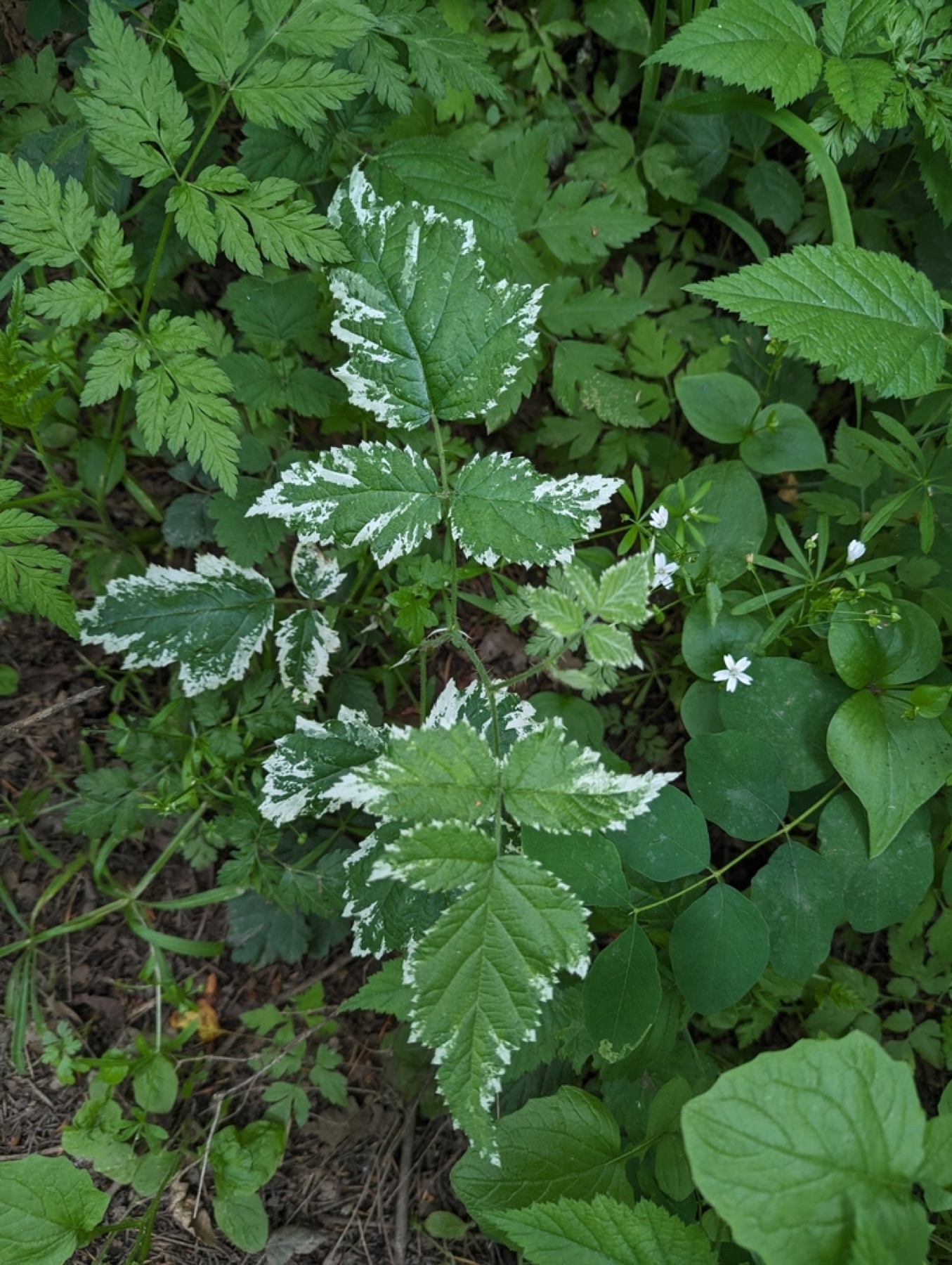 California Blackberry — photo 8