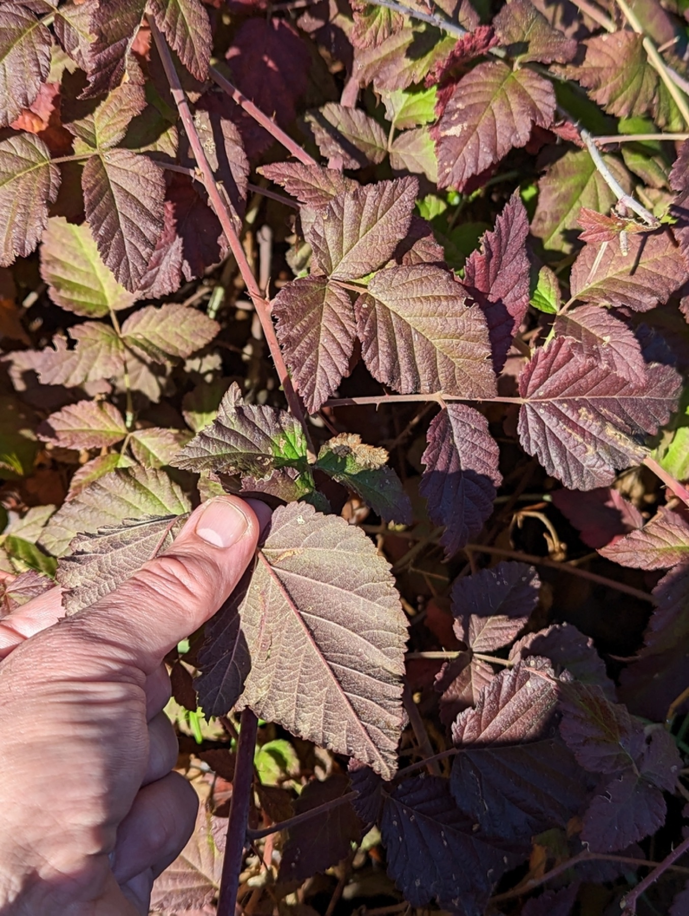 California Blackberry — photo 9