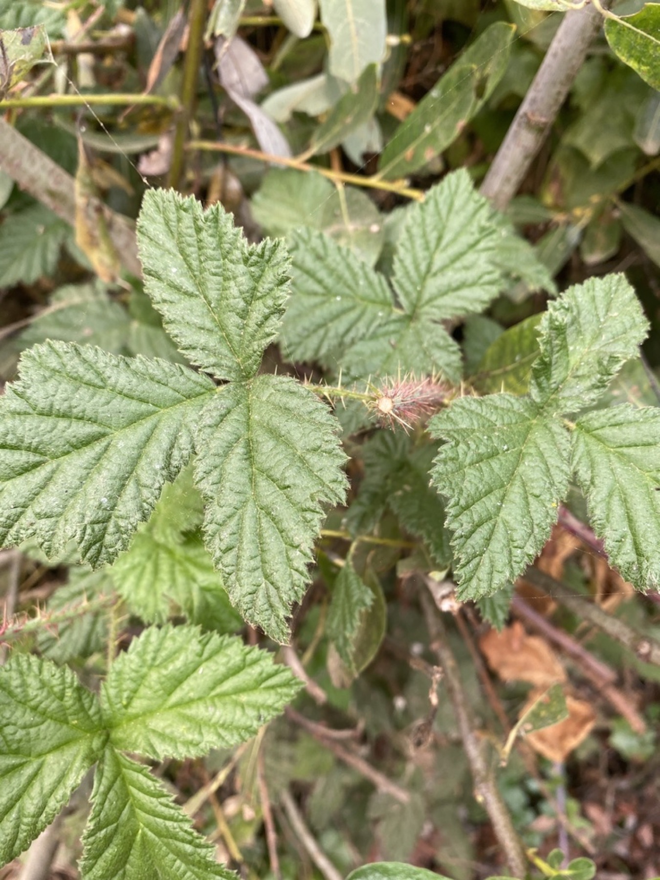California Blackberry — photo 11