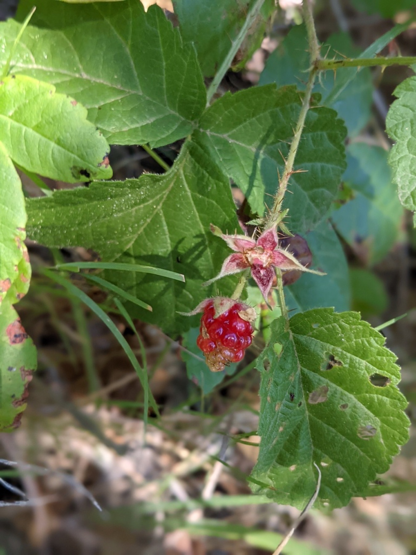 California Blackberry — photo 12