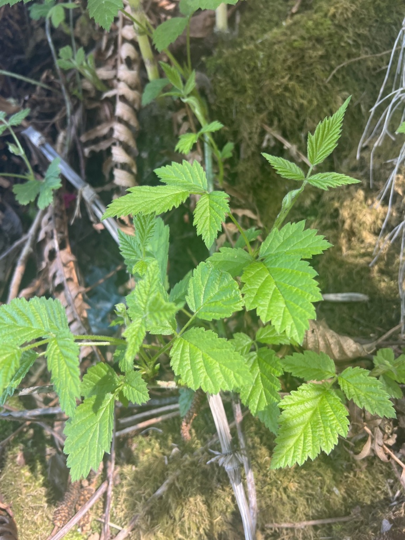 California Blackberry — photo 13