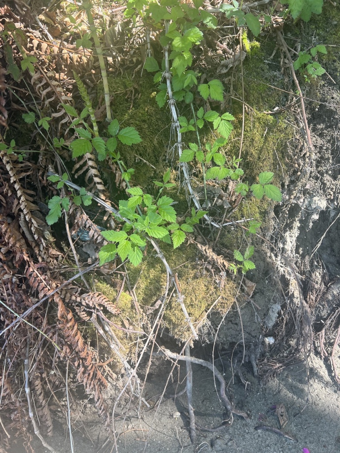 California Blackberry — photo 14