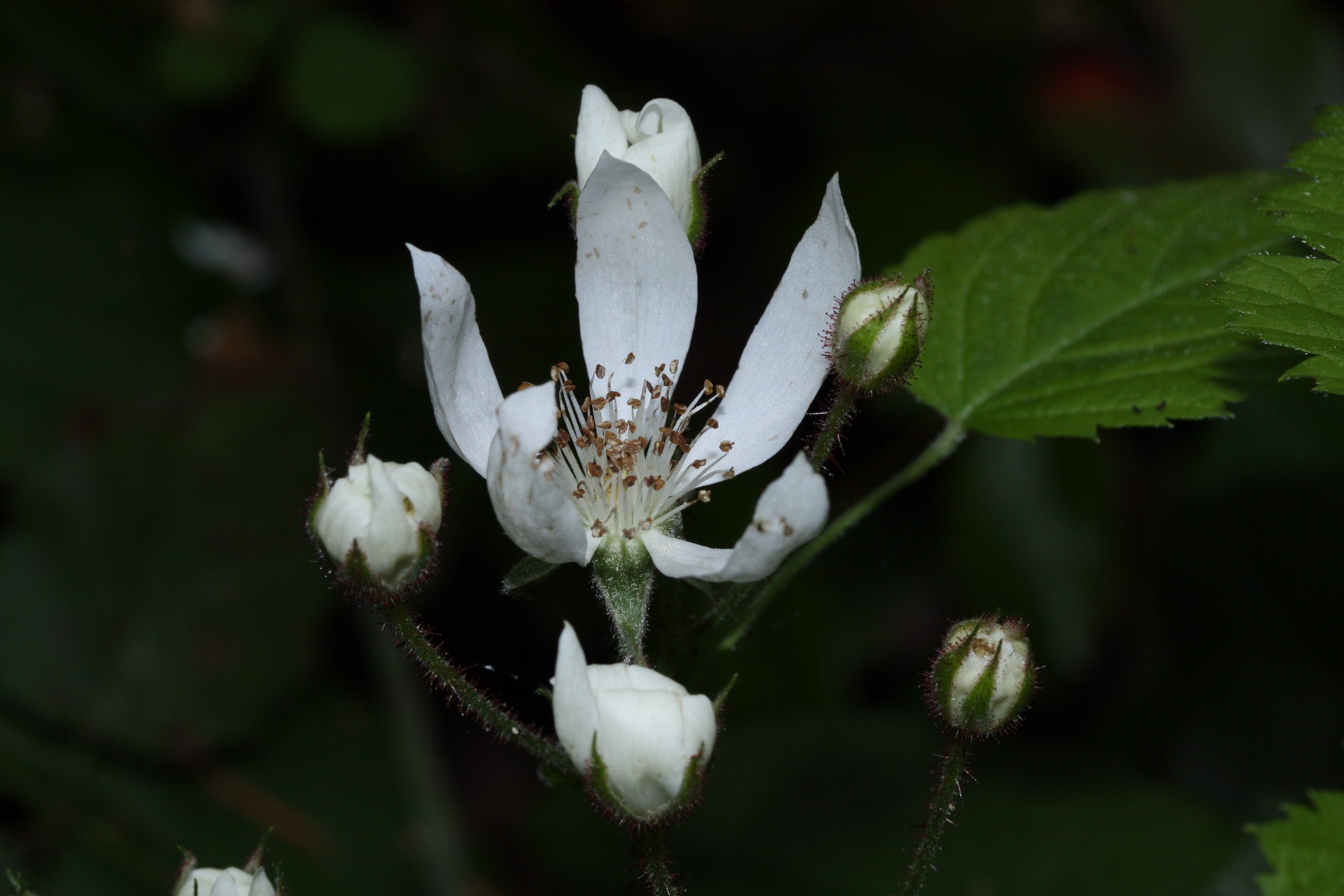 California Blackberry — photo 16