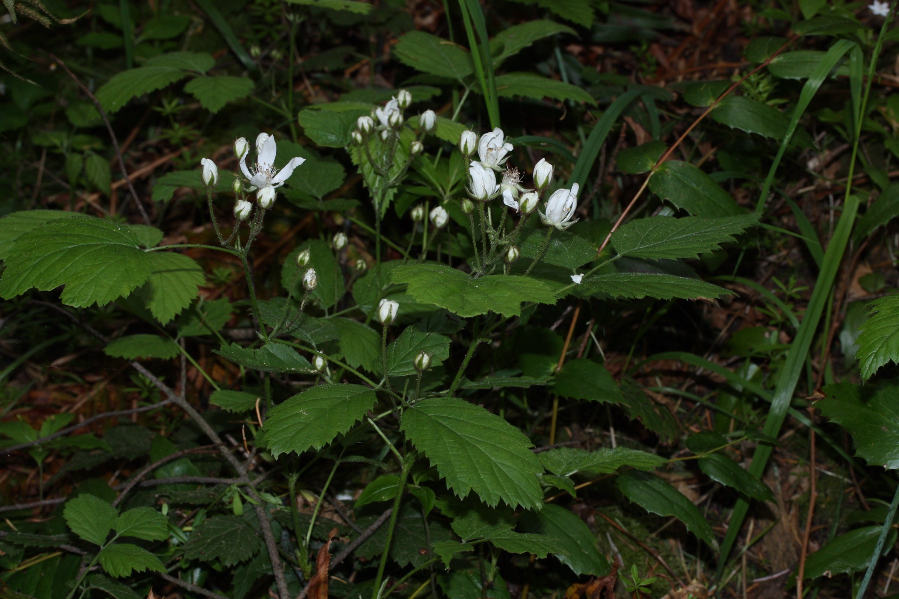 California Blackberry — photo 17