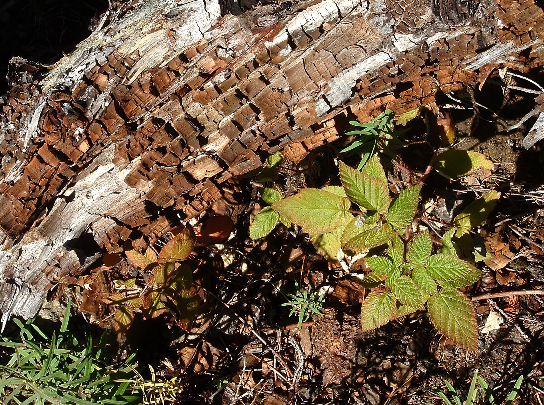 California Blackberry — photo 18