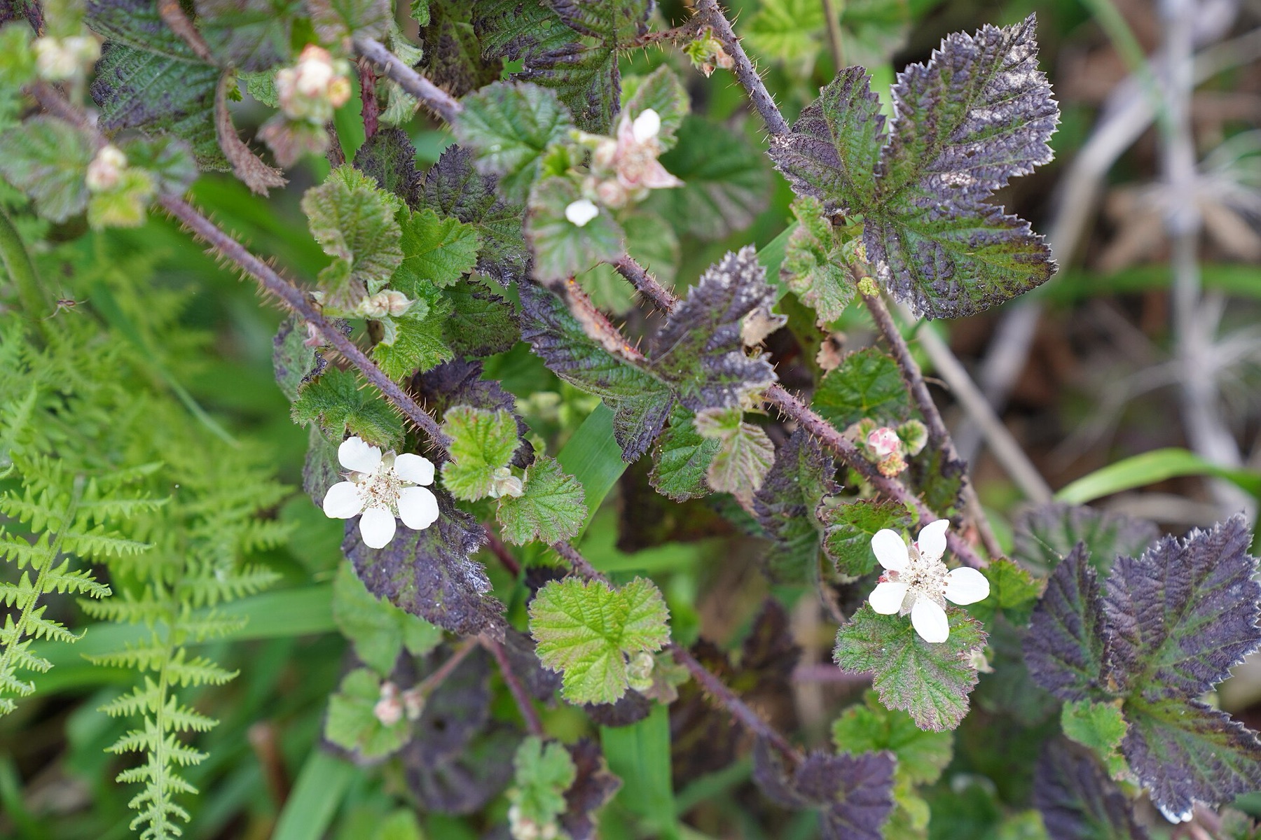 California Blackberry — photo 19