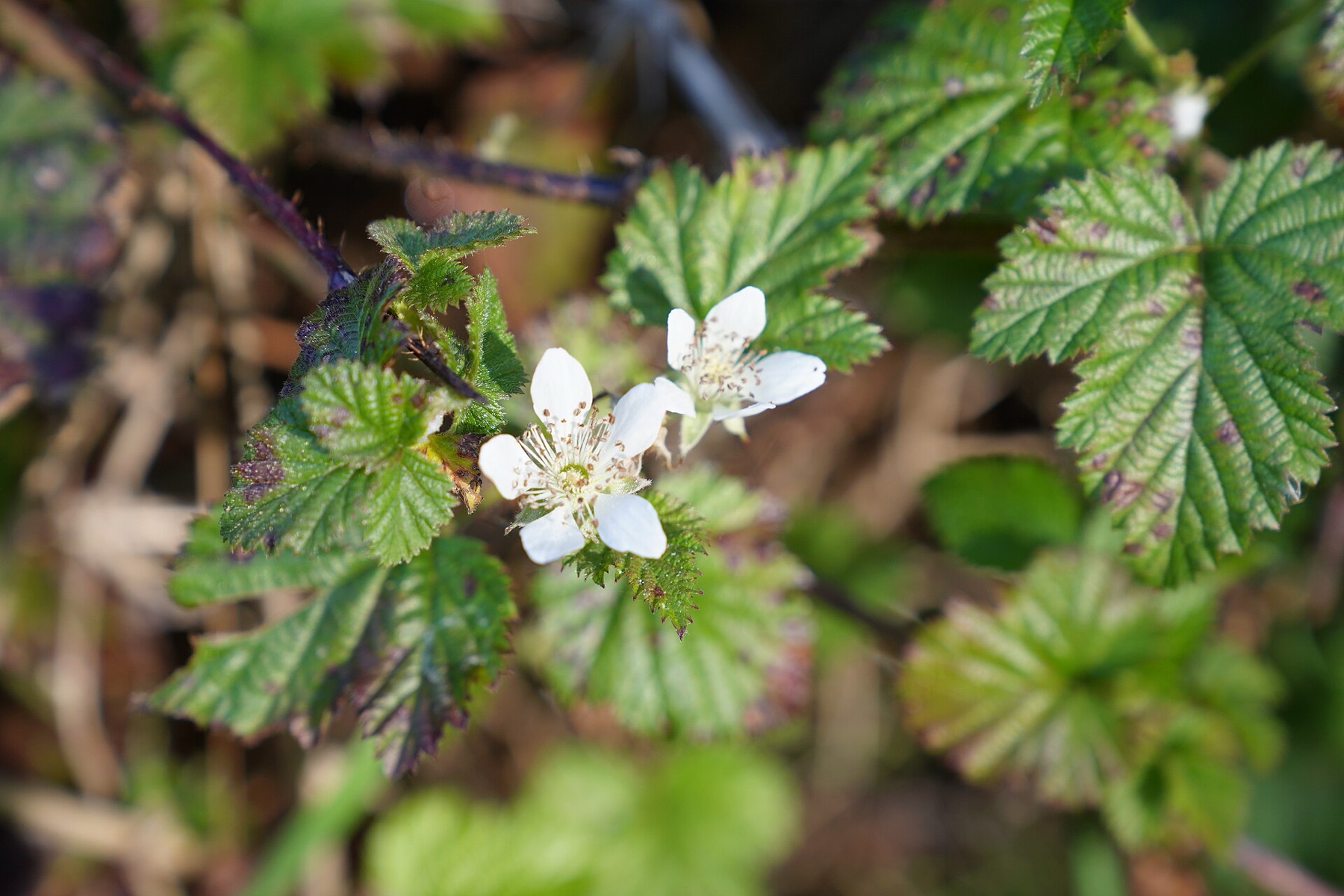 California Blackberry — photo 20