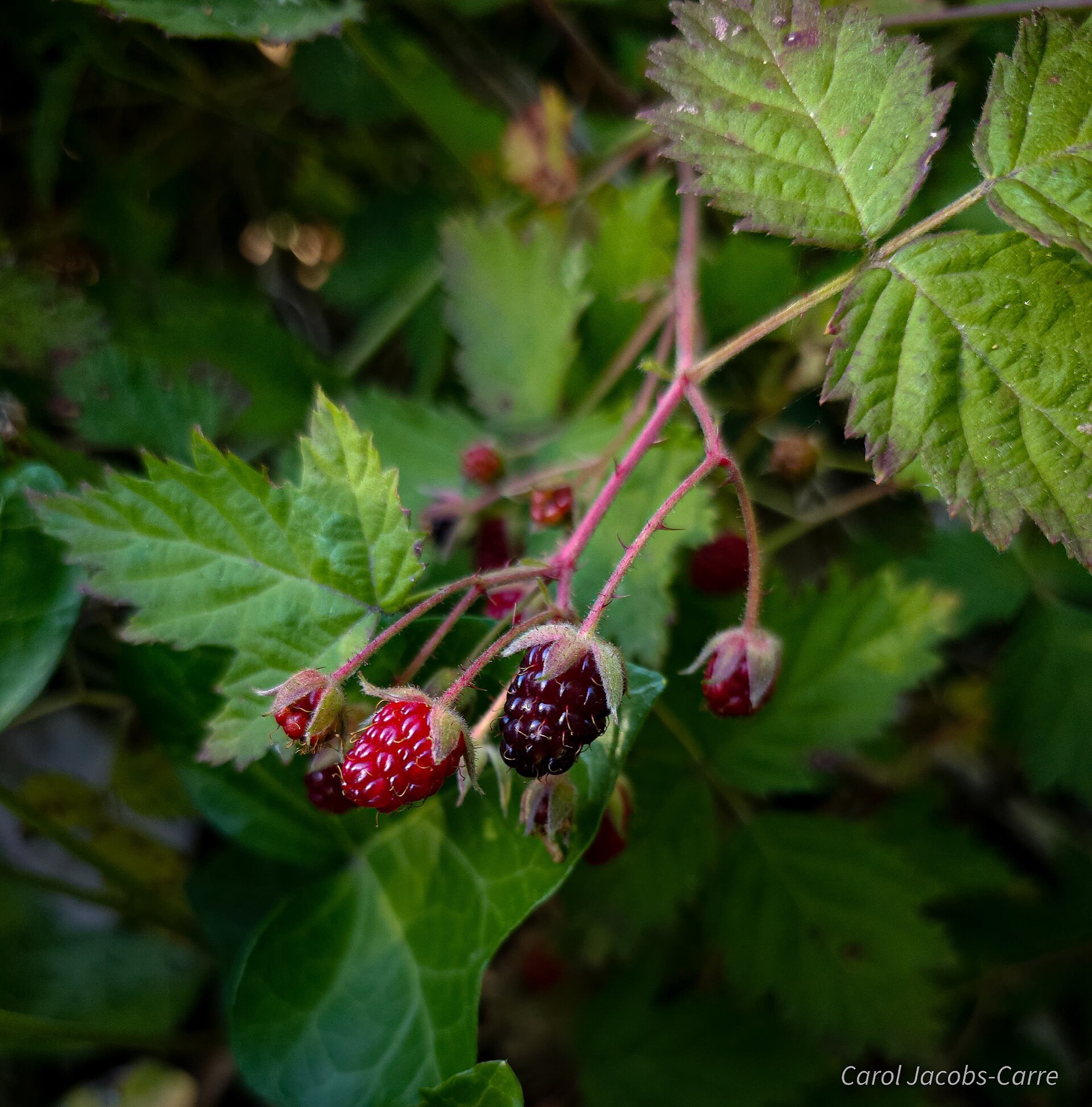 California Blackberry — photo 21