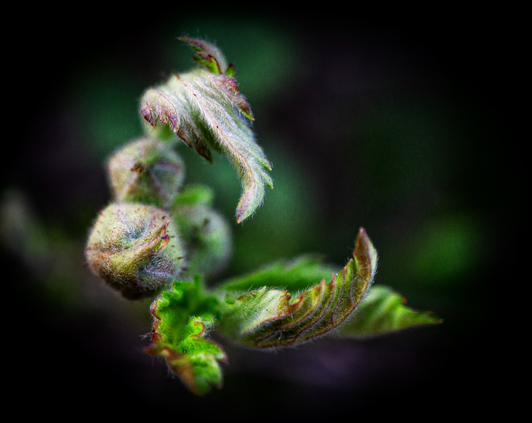California Blackberry — photo 22