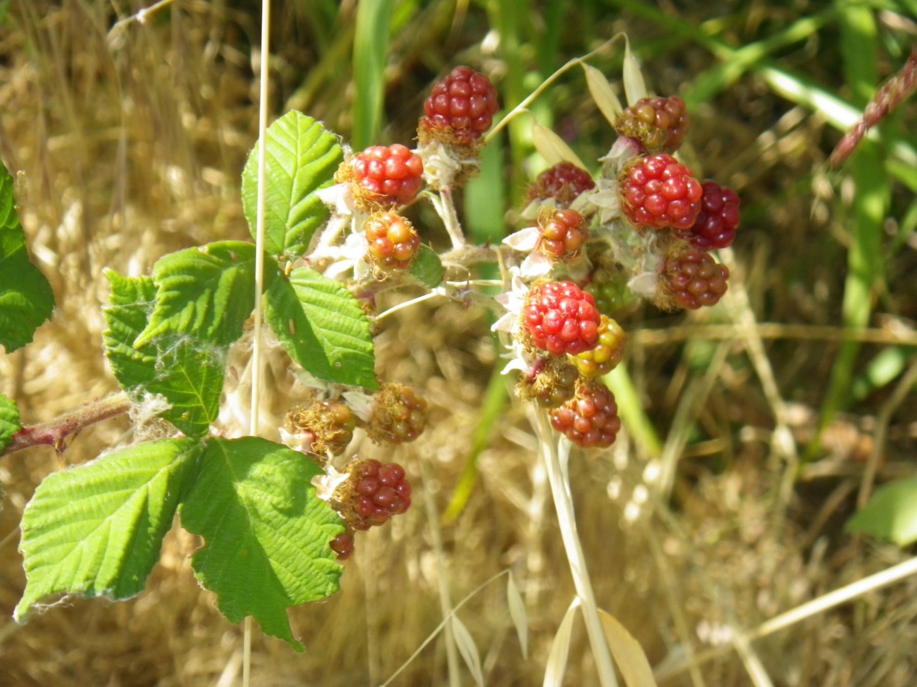 California Blackberry — photo 24