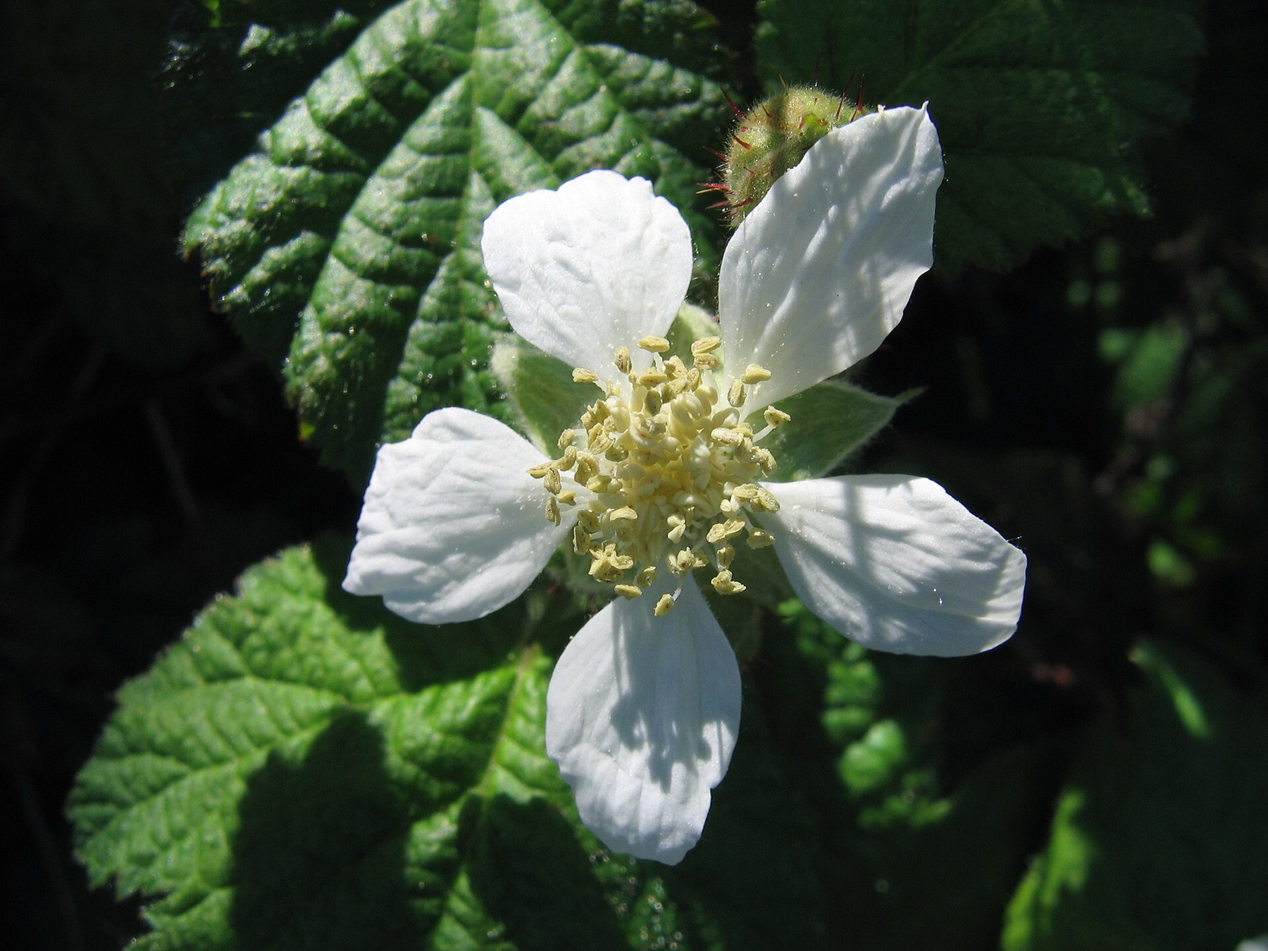 California Blackberry