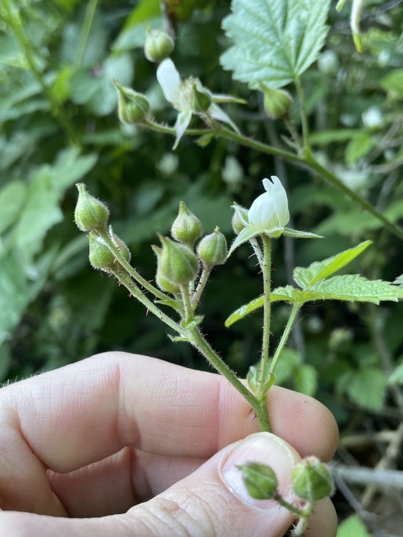 California Blackberry — photo 2