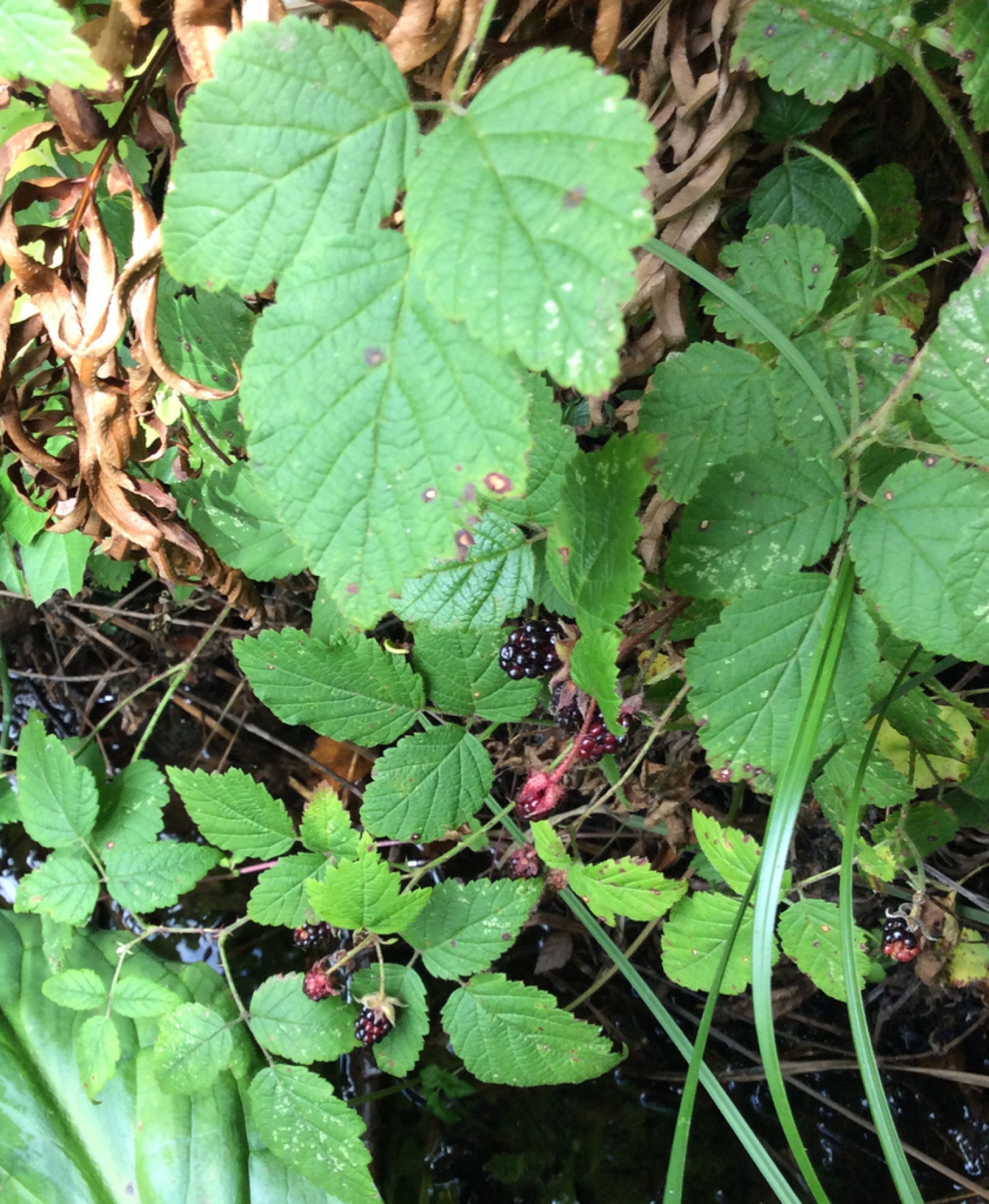 California Blackberry — photo 3