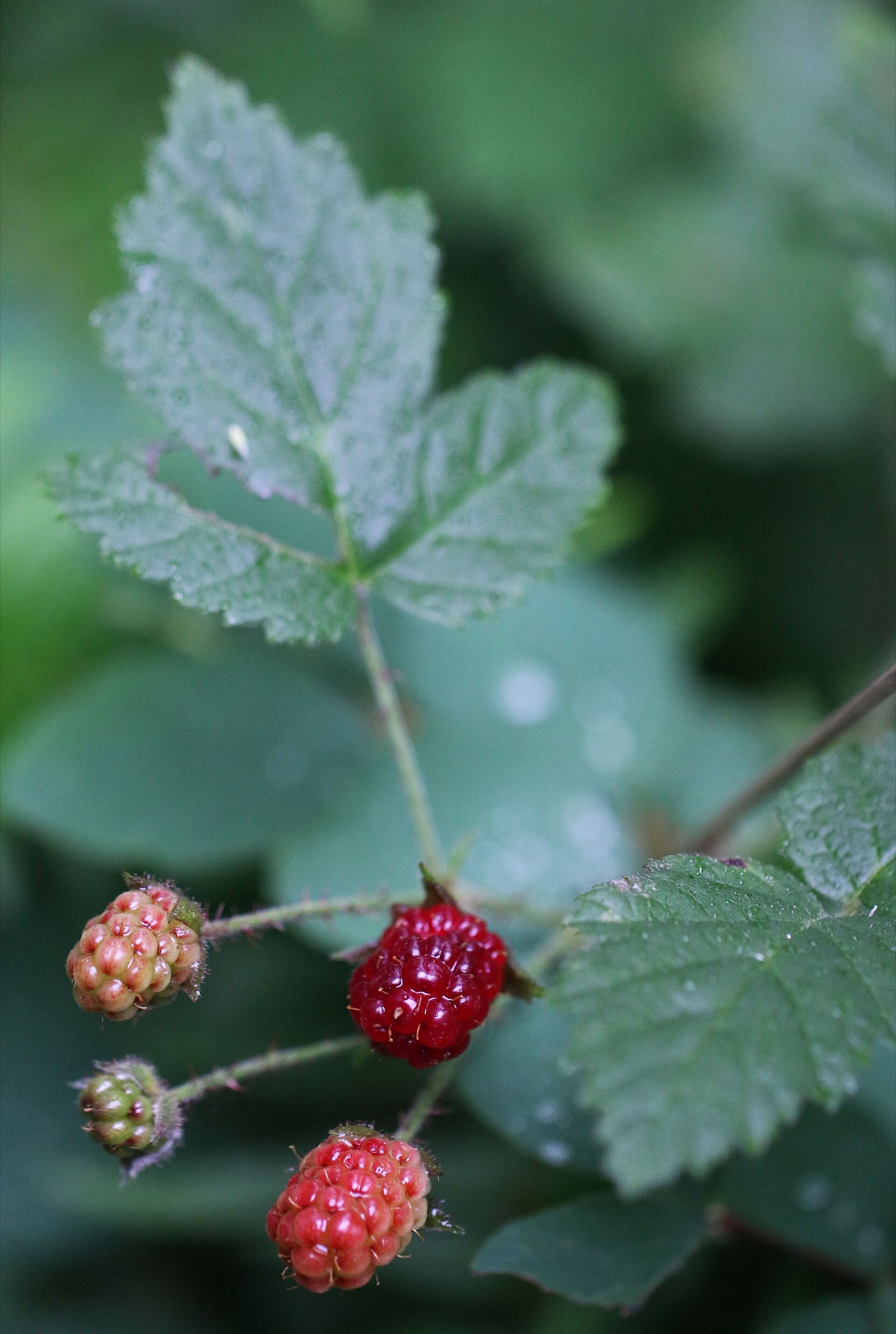 California Blackberry — photo 5