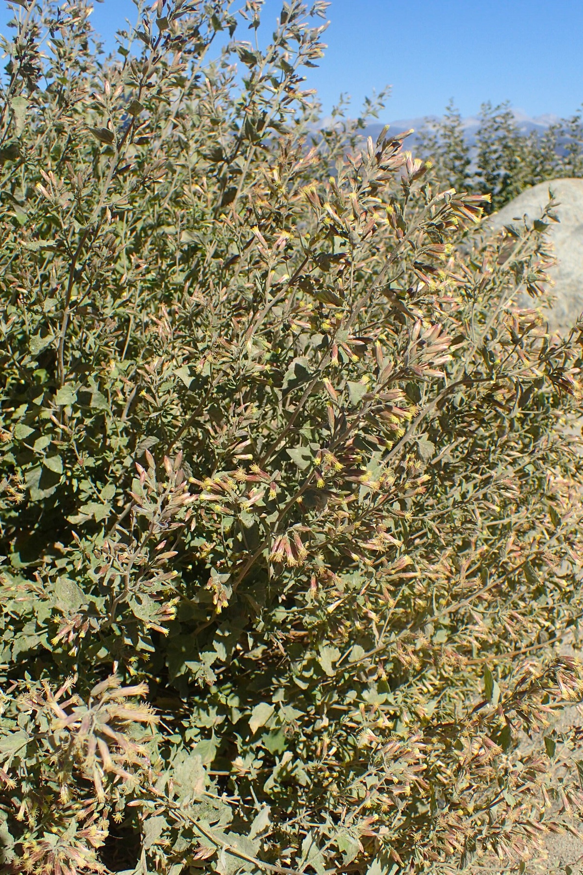 California Brickellbush — photo 19