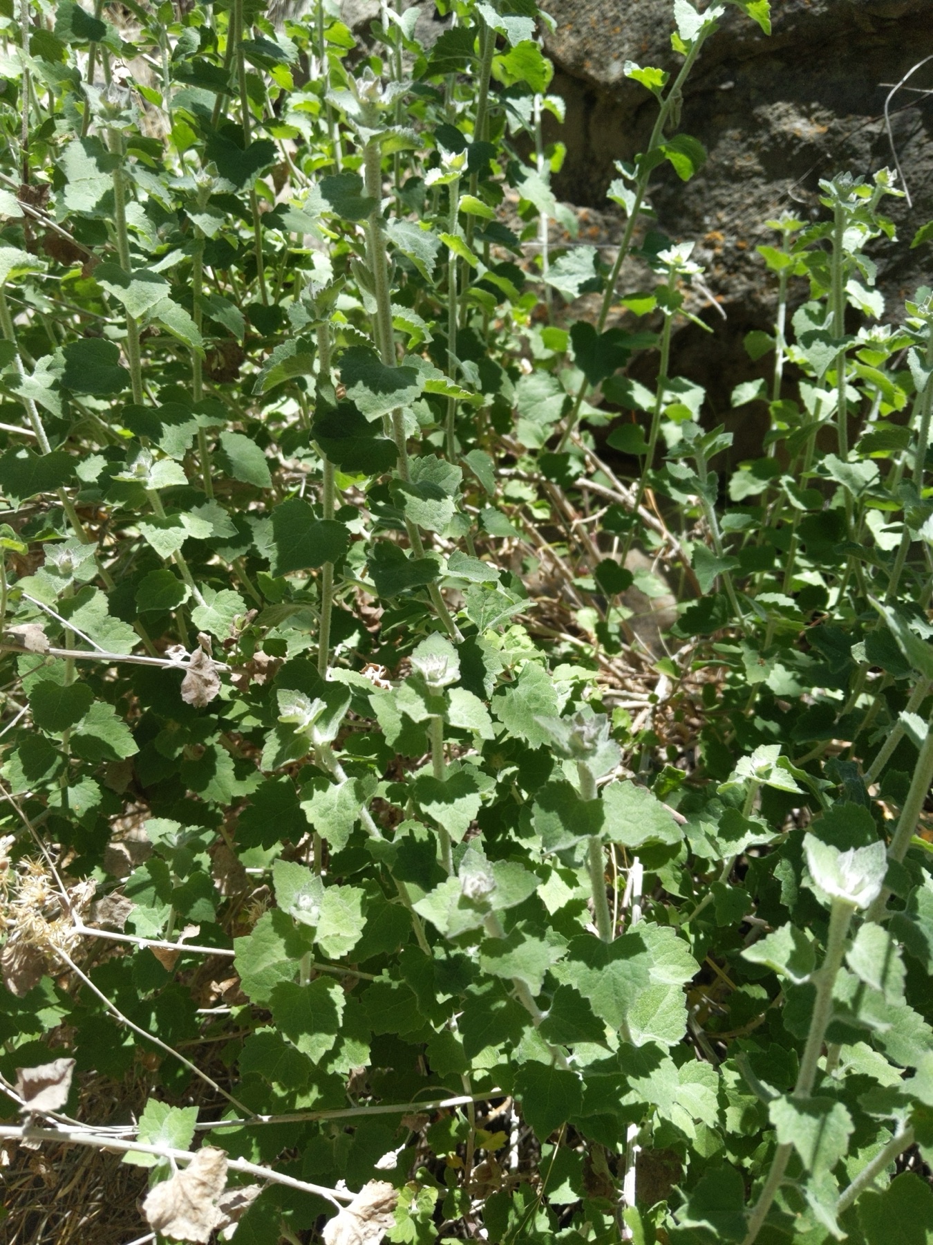 California Brickellbush — photo 23