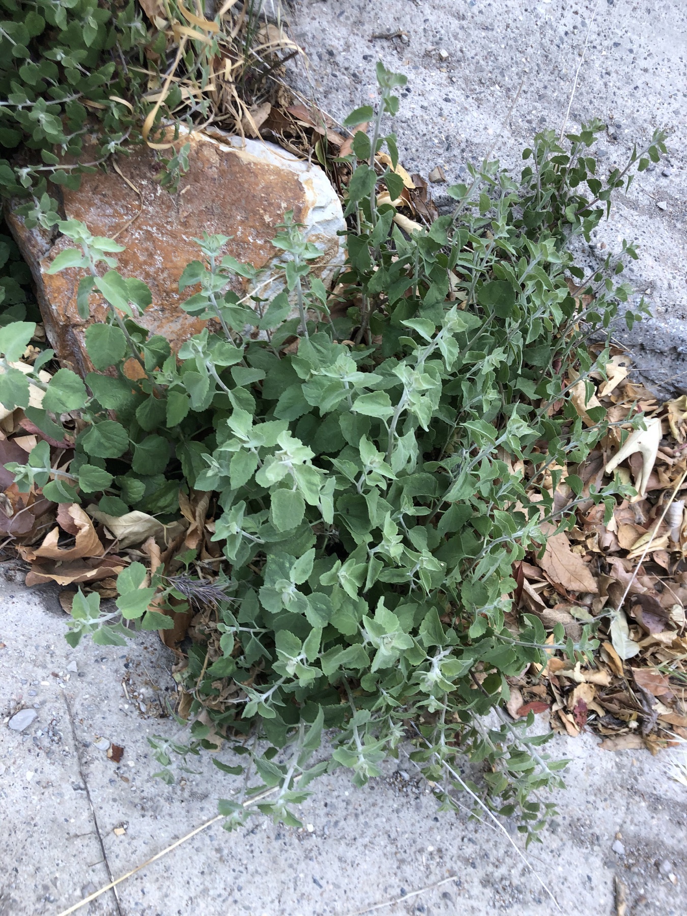 California Brickellbush — photo 24