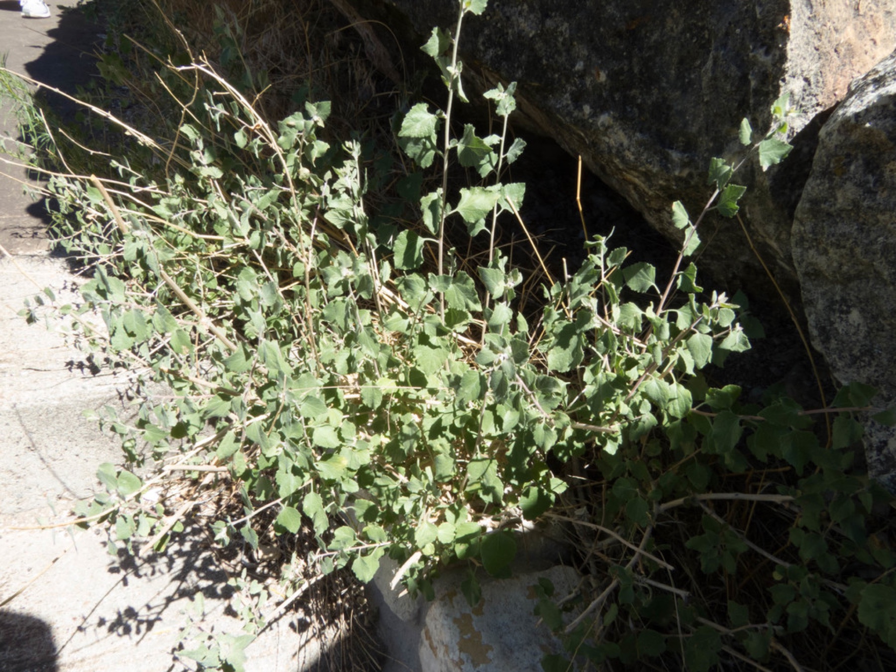California Brickellbush — photo 2