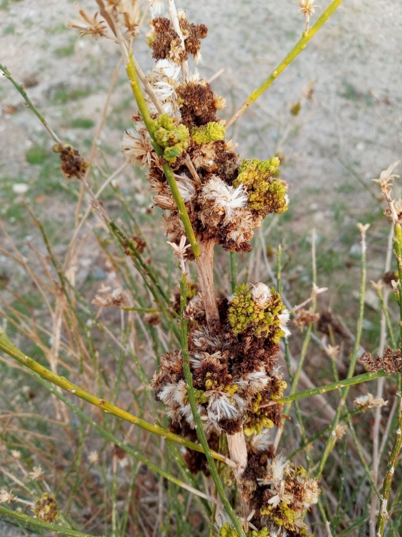 California Broomsage — photo 6
