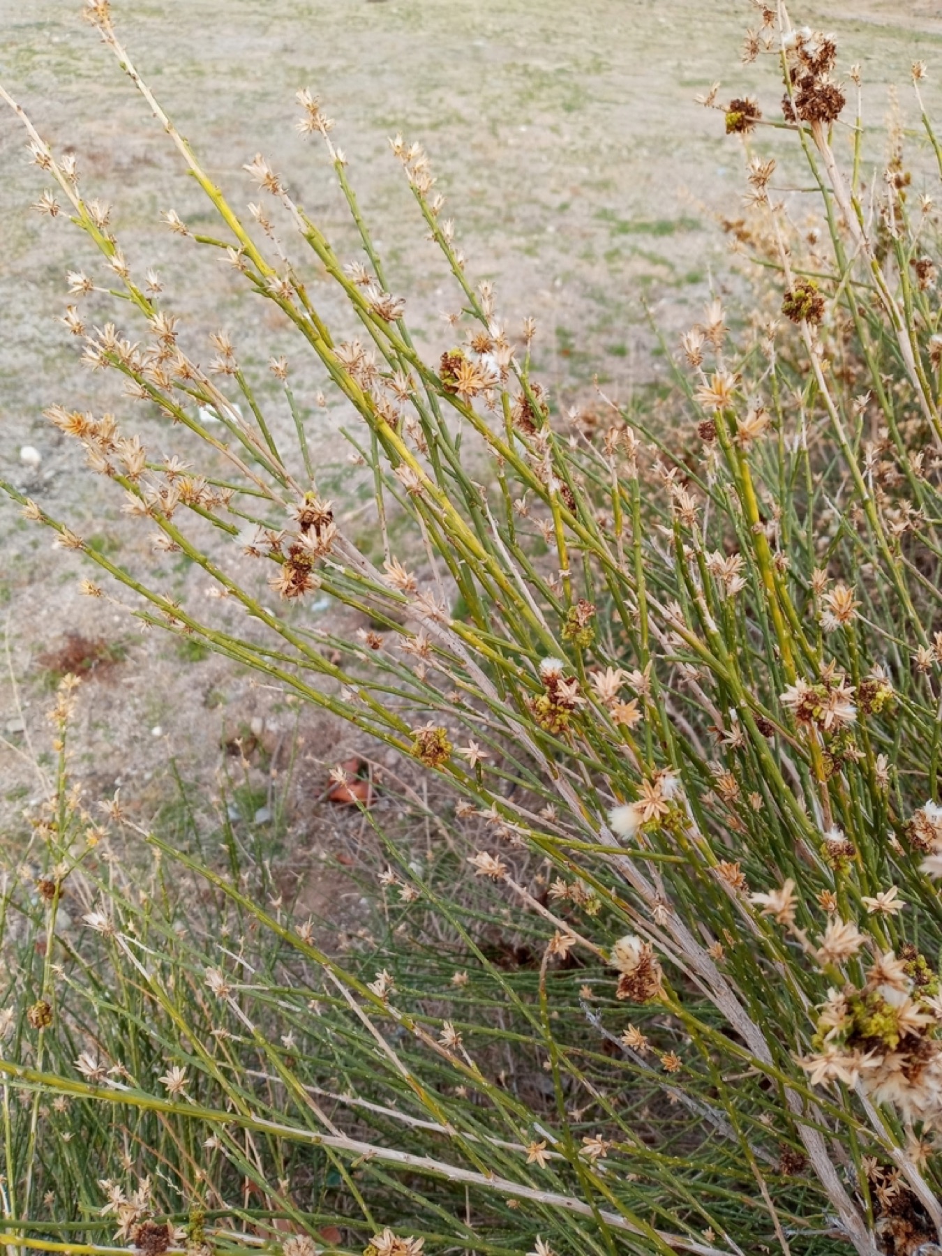 California Broomsage — photo 7