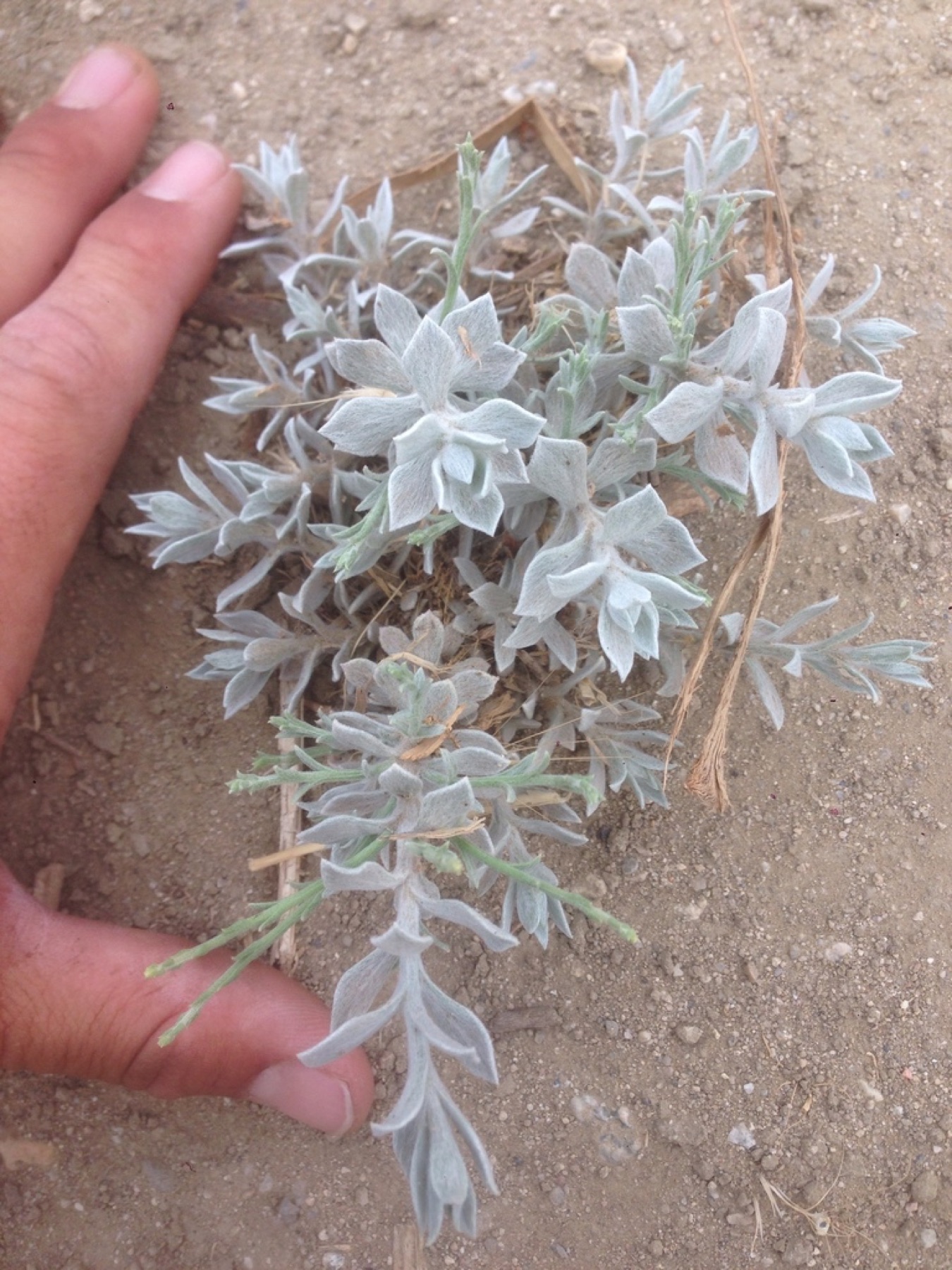 California Broomsage — photo 8
