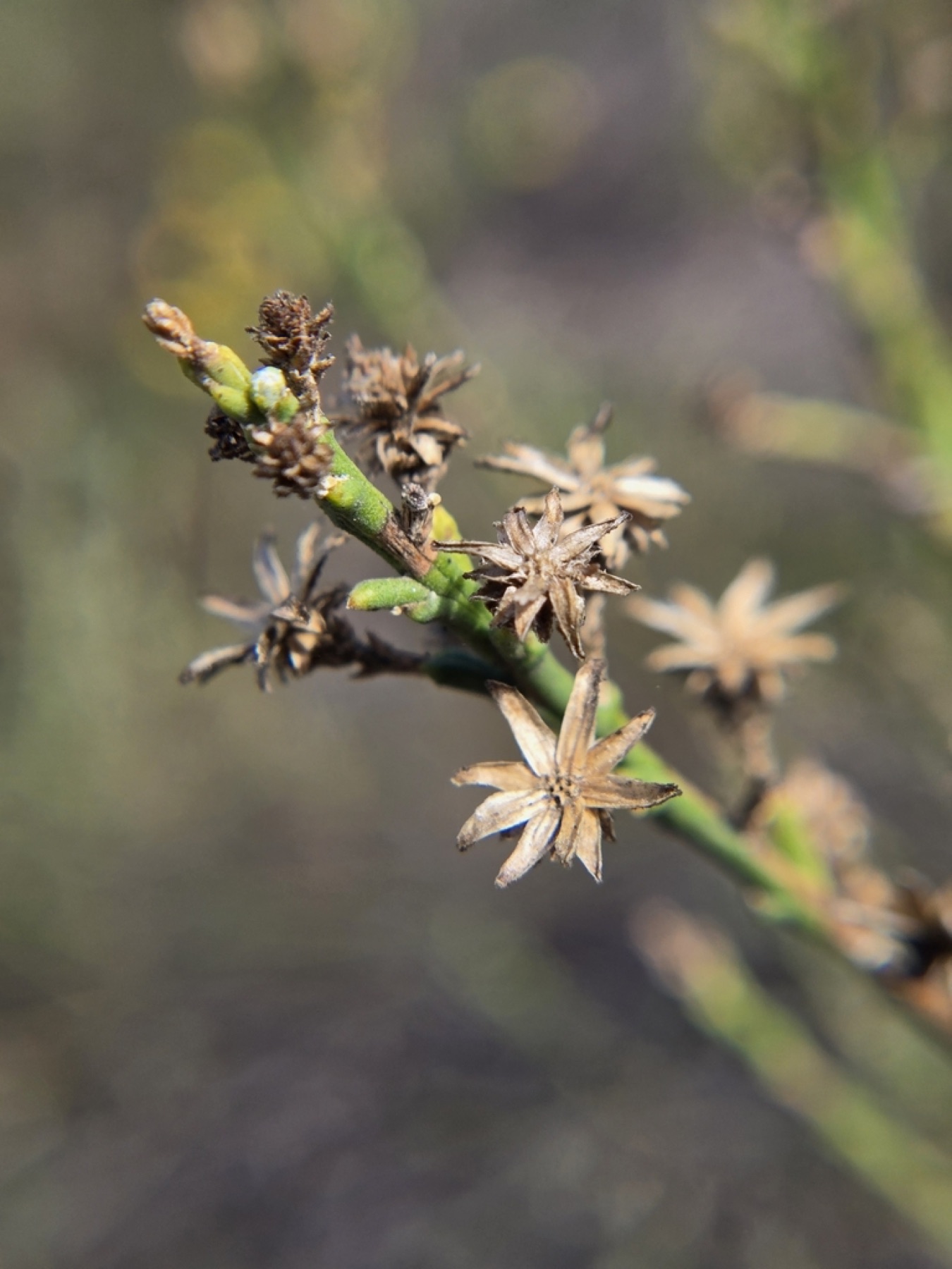 California Broomsage — photo 9