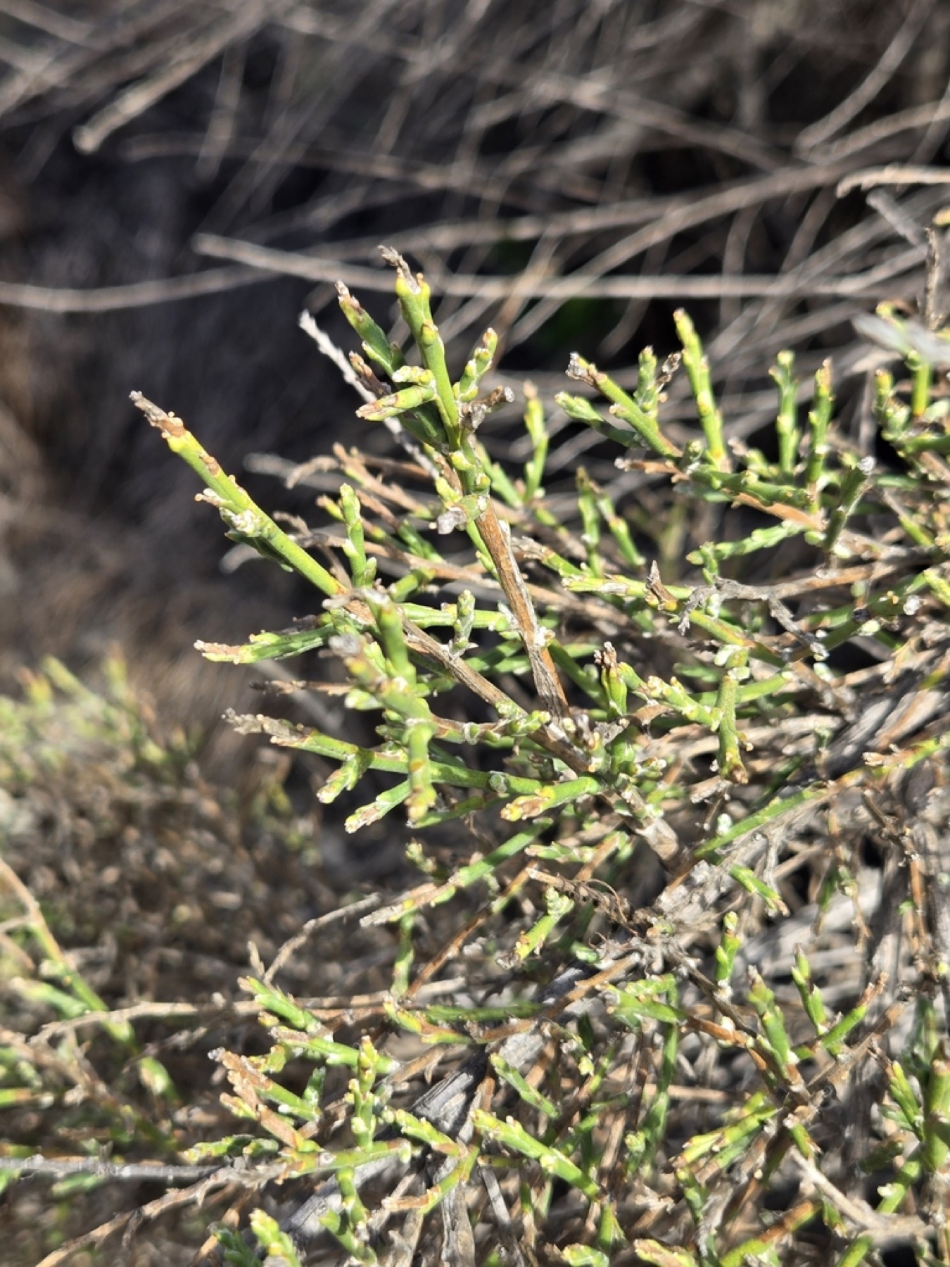 California Broomsage — photo 10