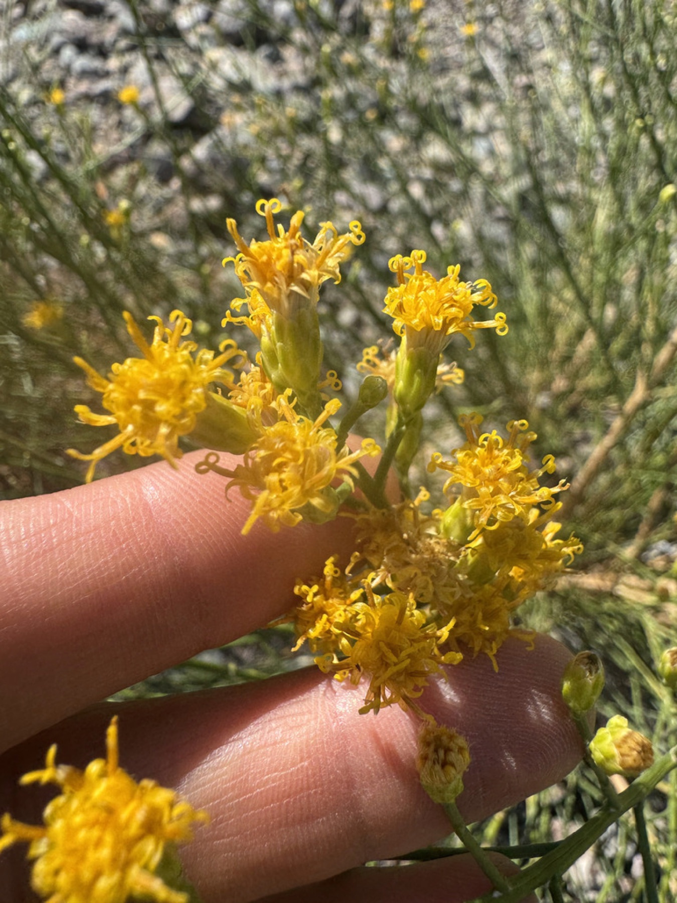 California Broomsage — photo 11