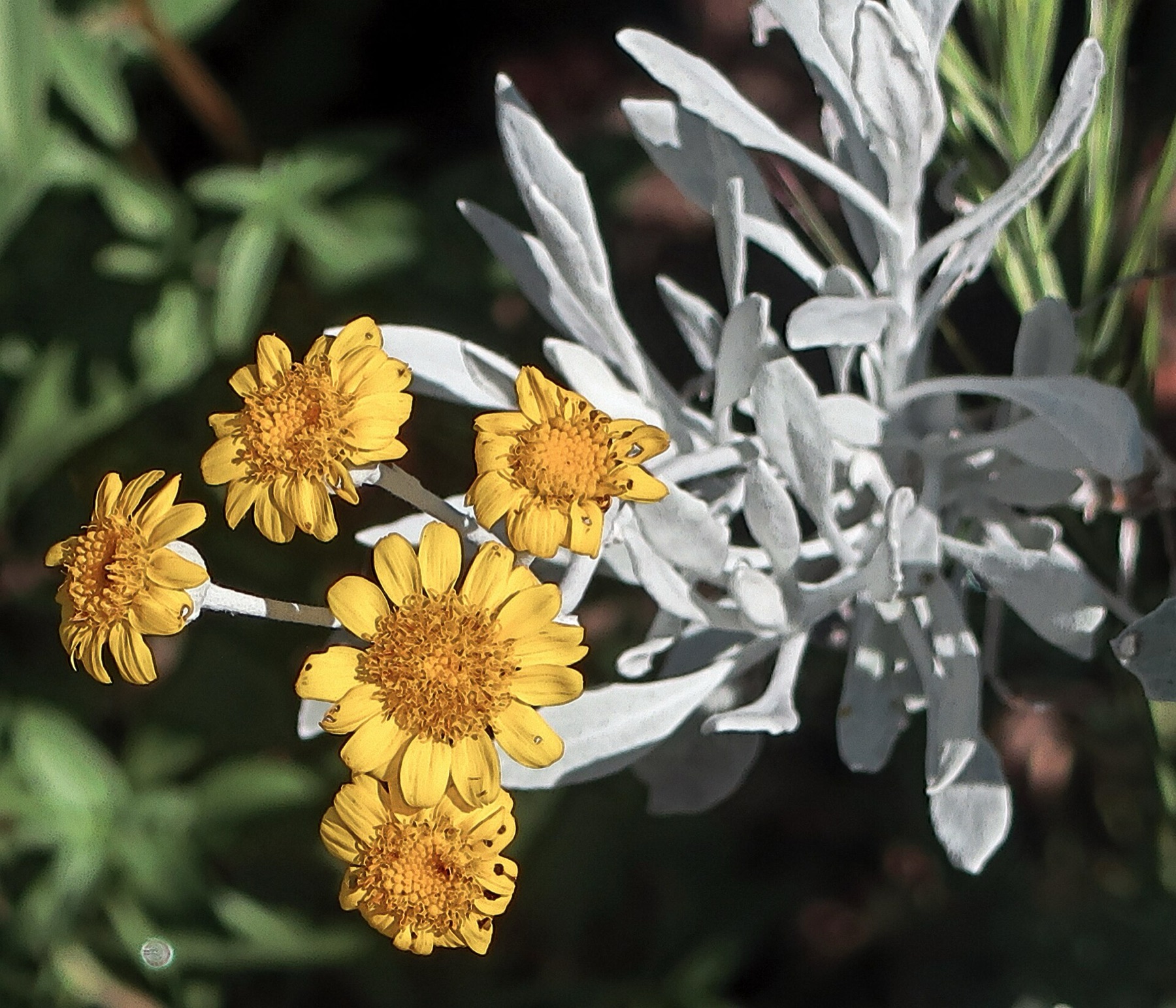 California Broomsage — photo 12