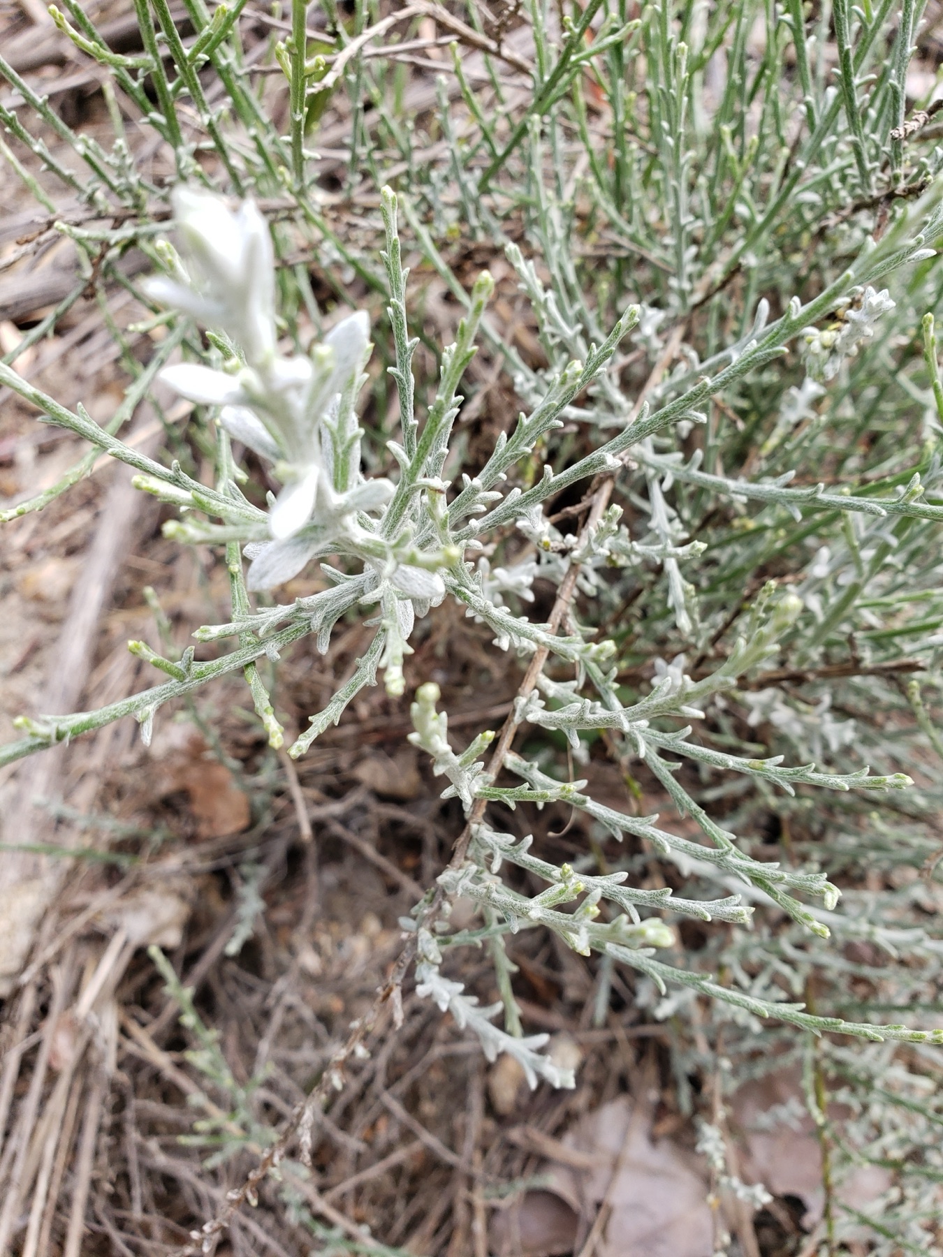 California Broomsage — photo 13