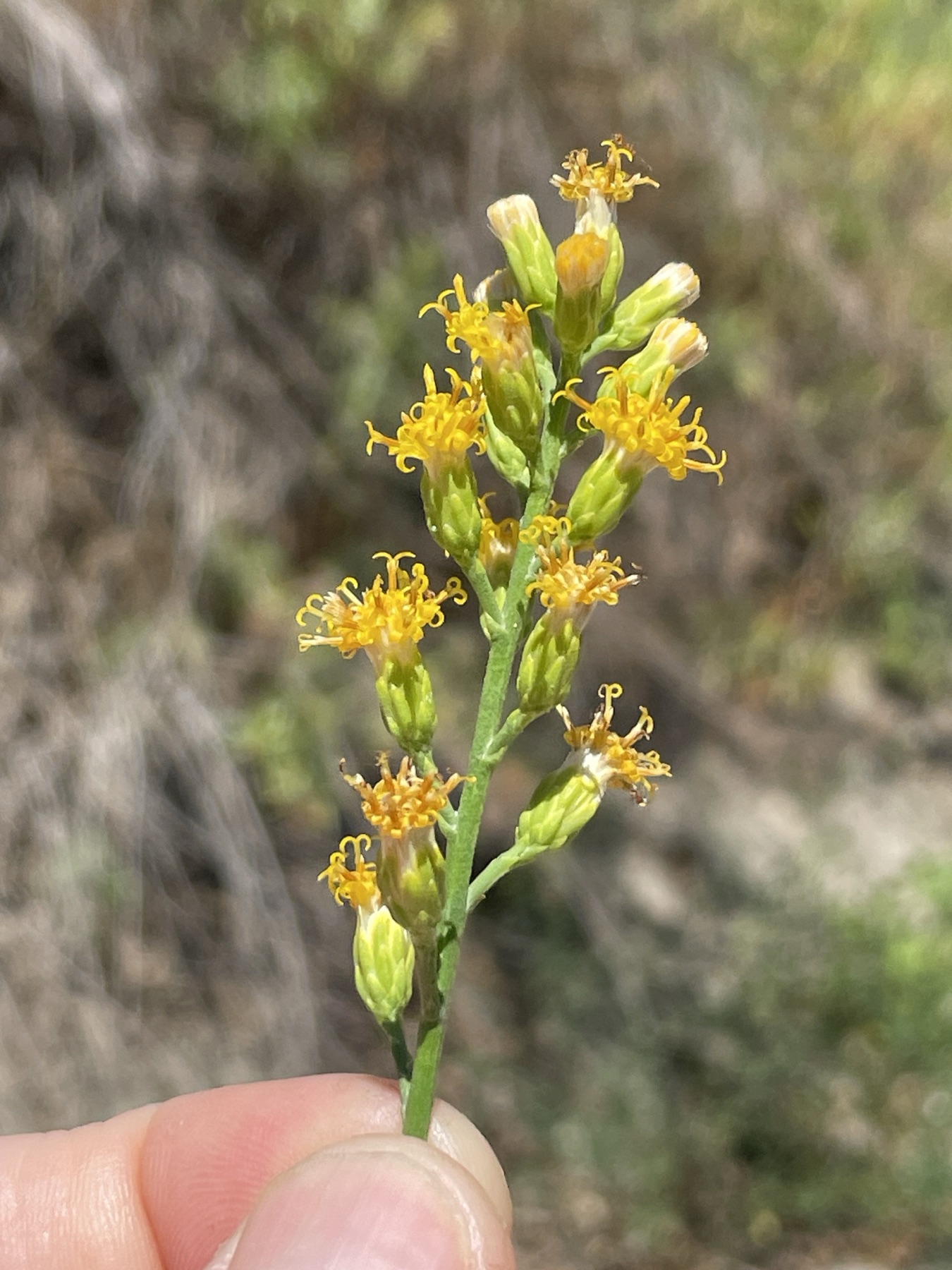 California Broomsage — photo 14