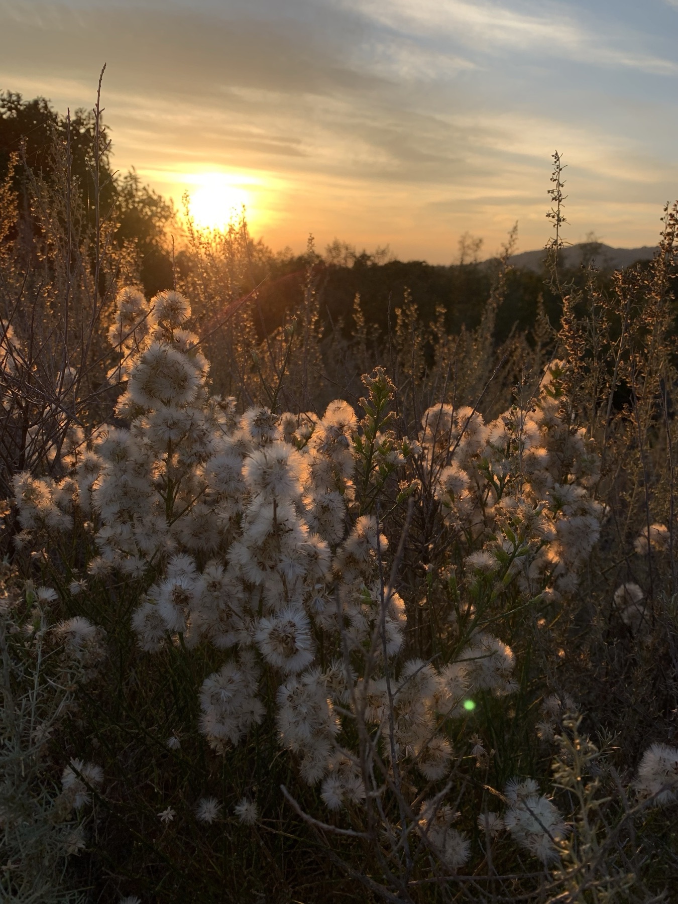 California Broomsage — photo 15
