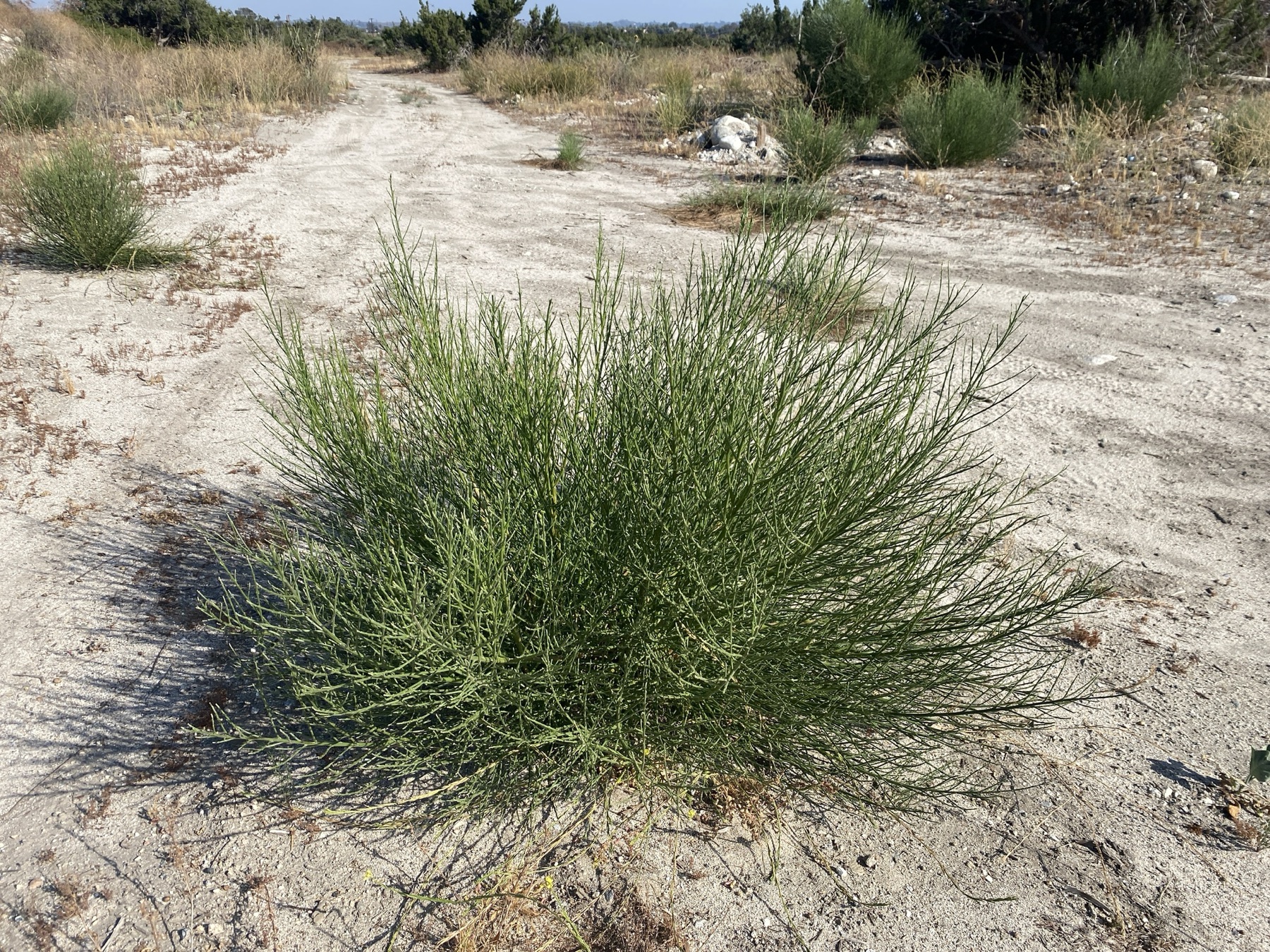 California Broomsage — photo 16