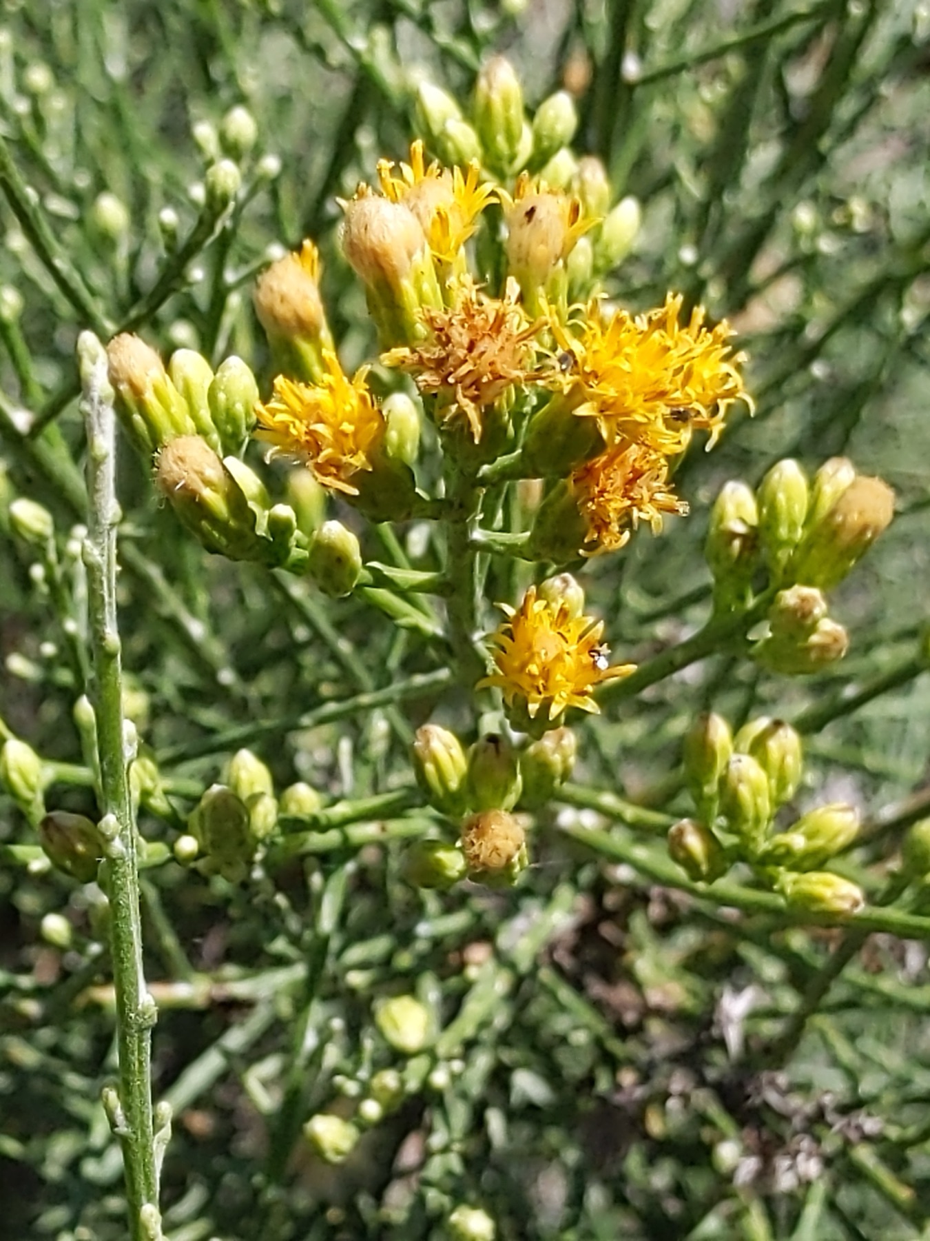 California Broomsage — photo 17