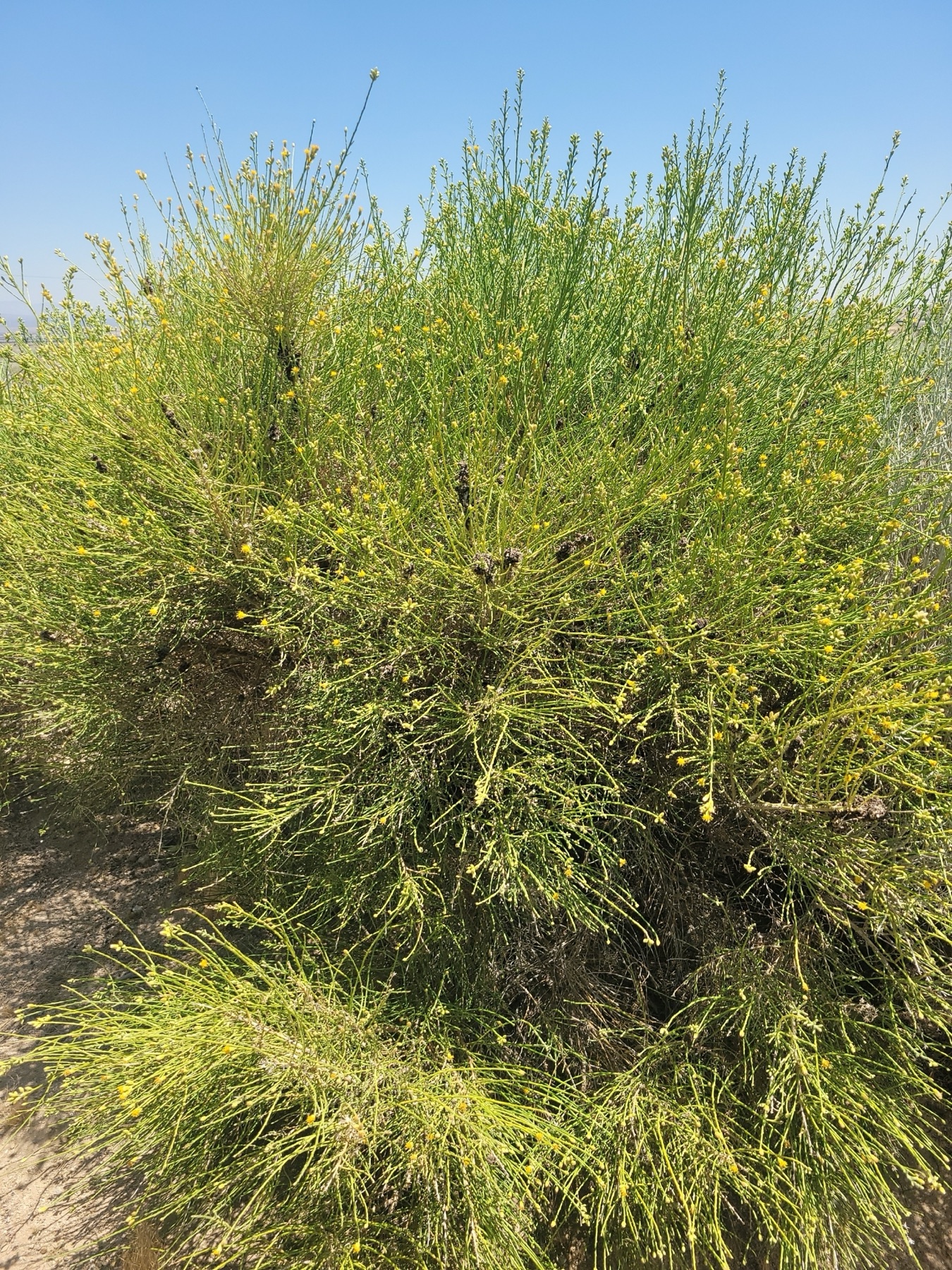 California Broomsage — photo 18