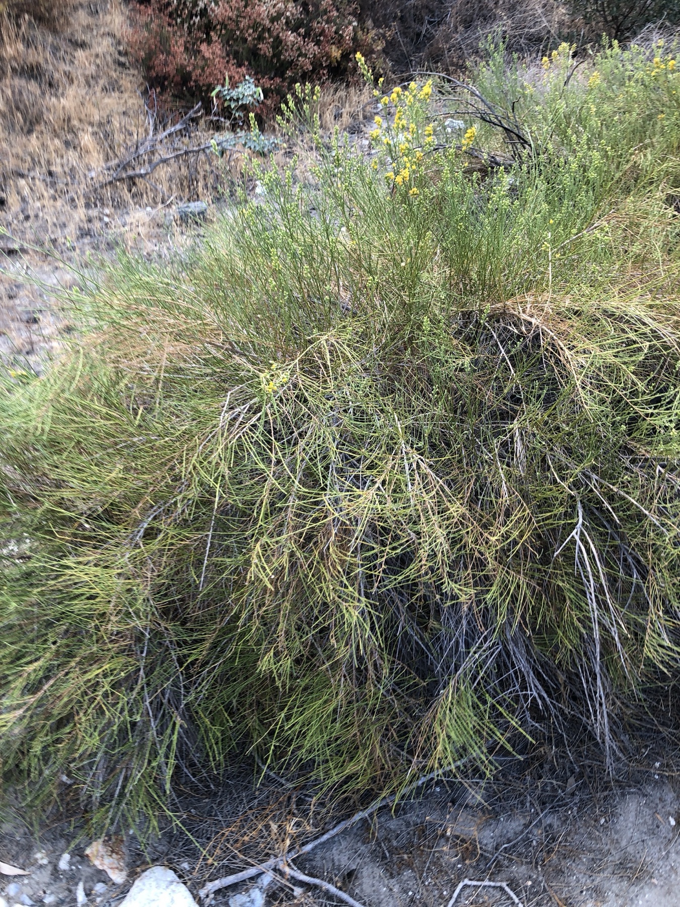 California Broomsage — photo 19