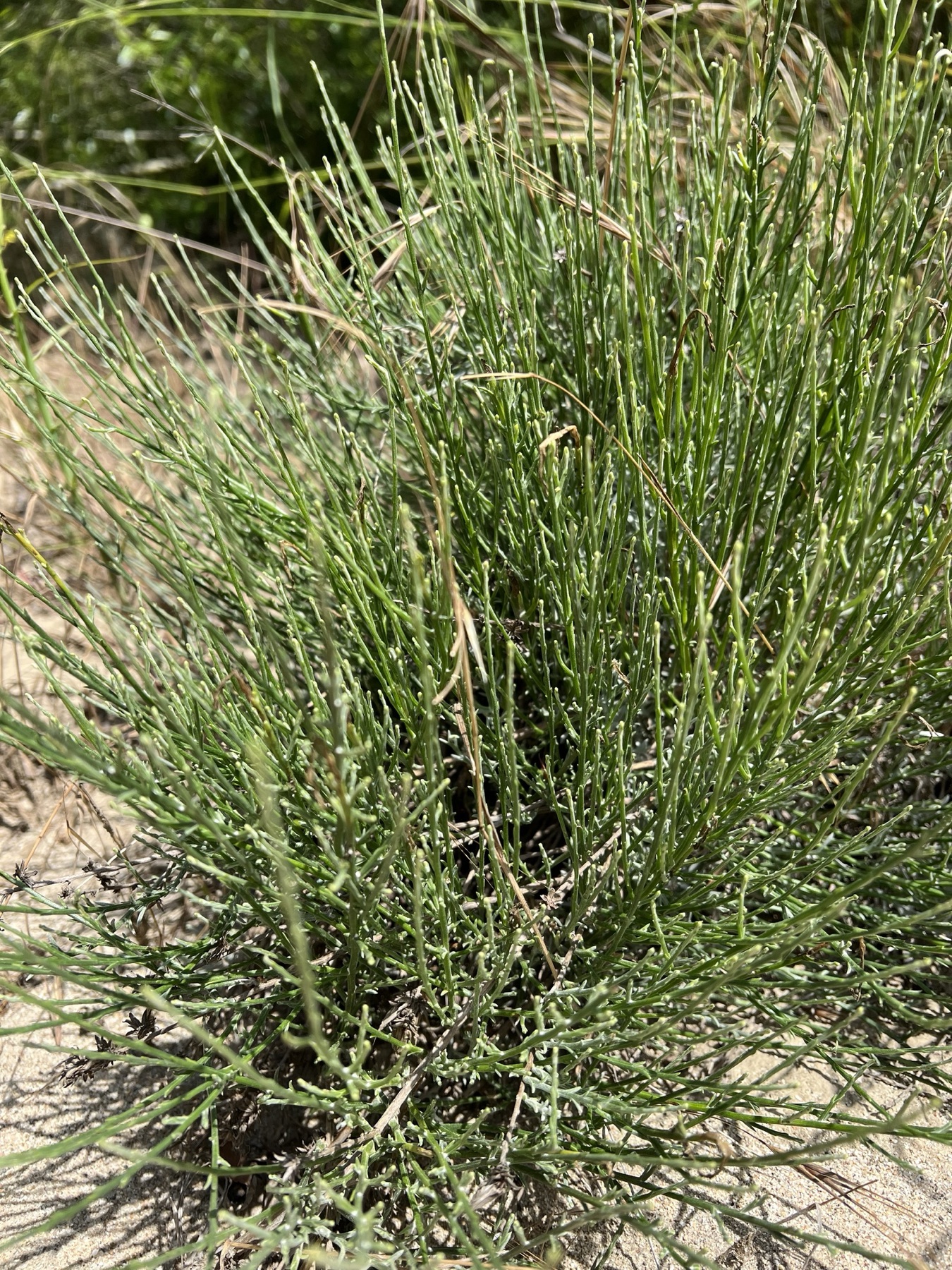 California Broomsage — photo 20