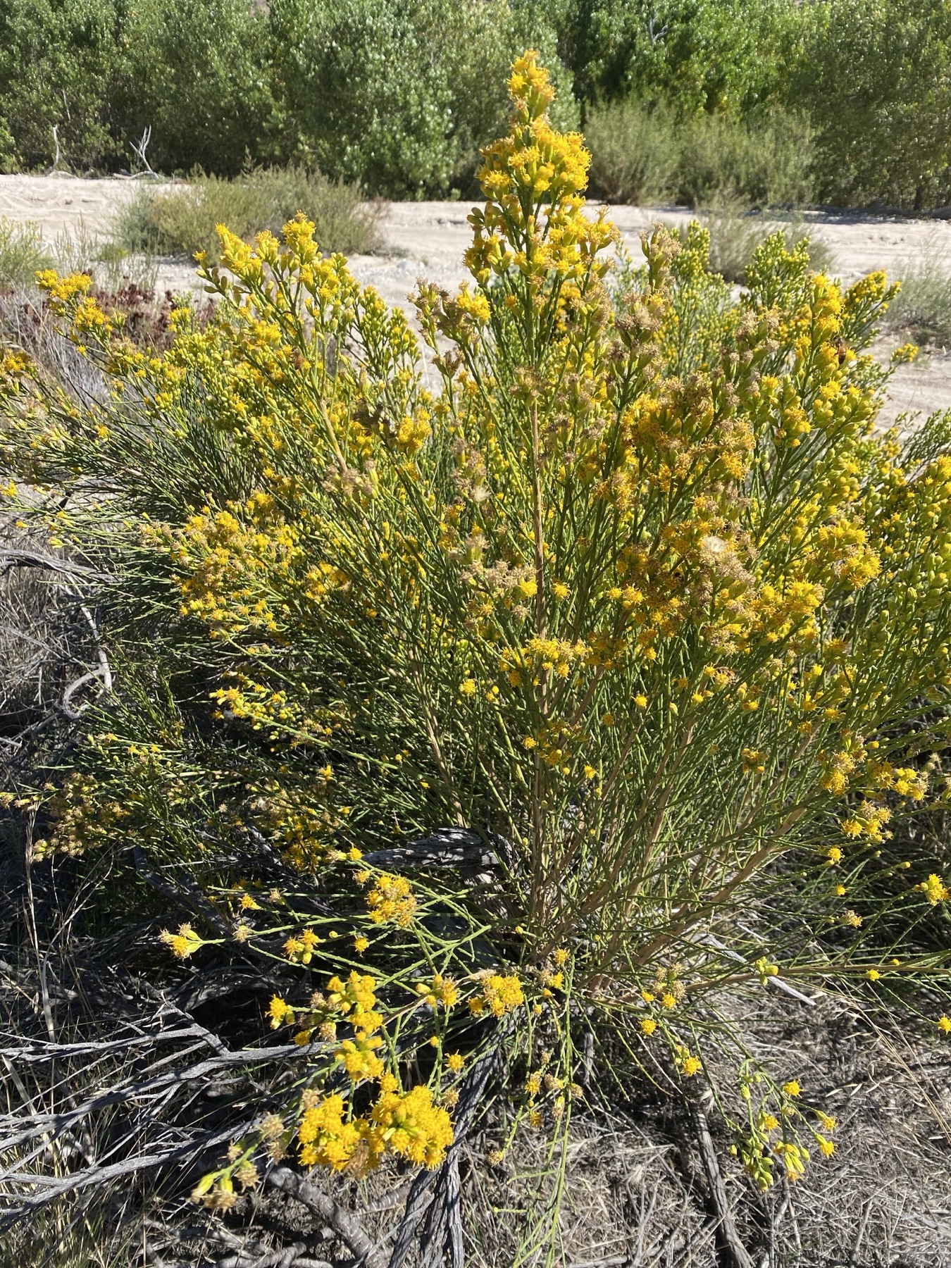California Broomsage — photo 21